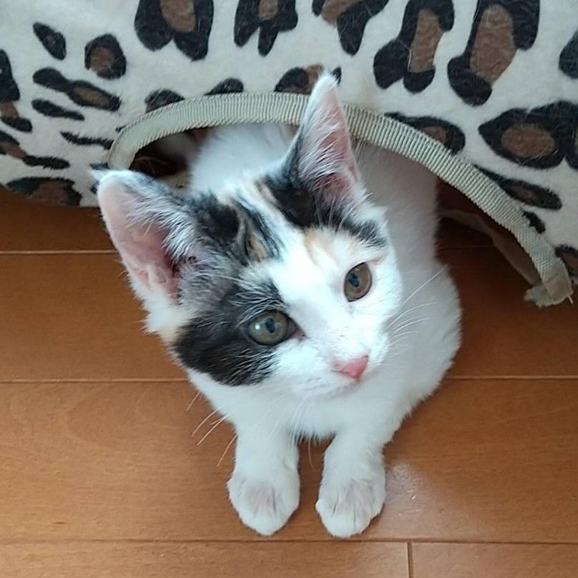 pet-image-3