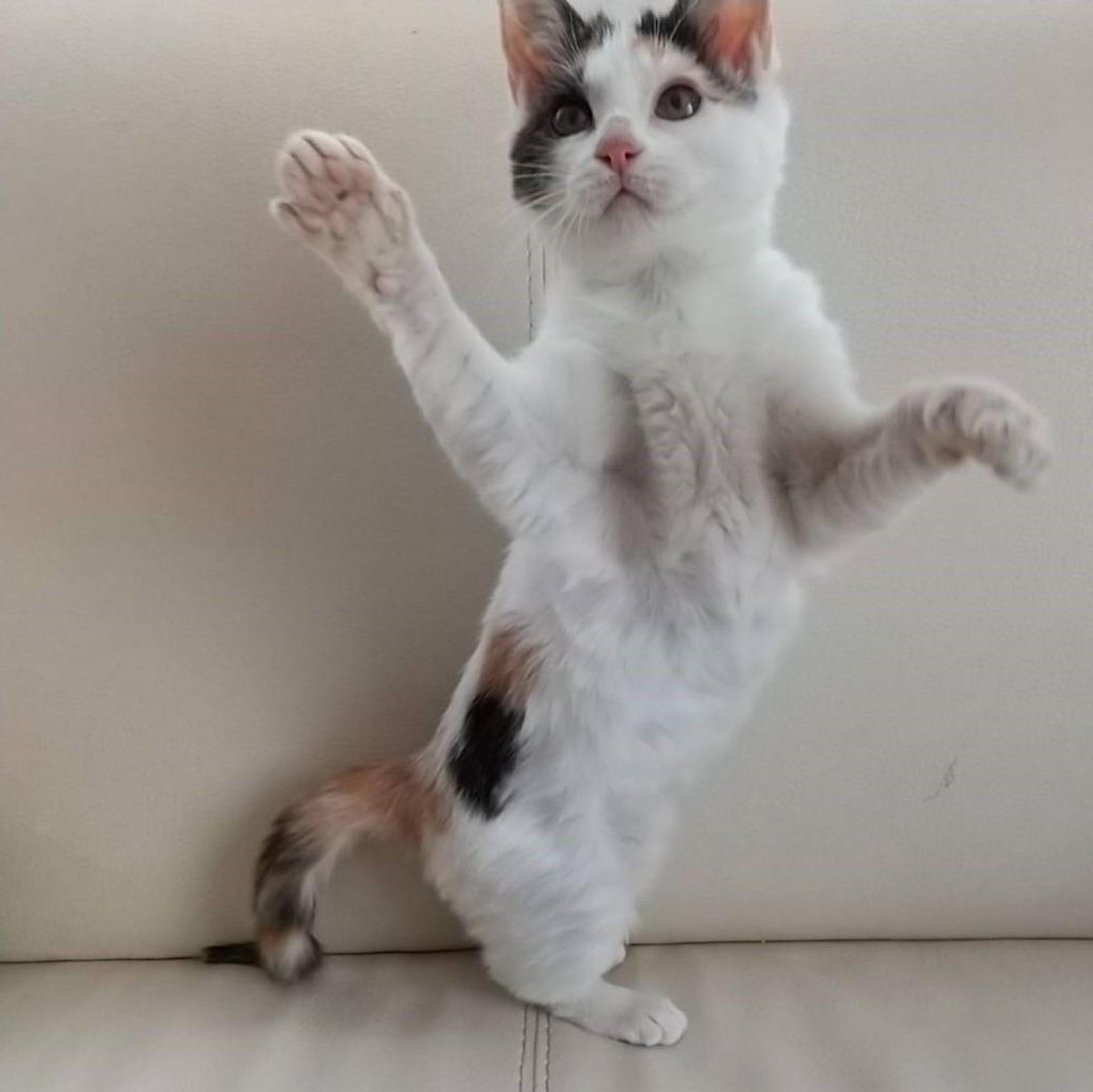 pet-image-4