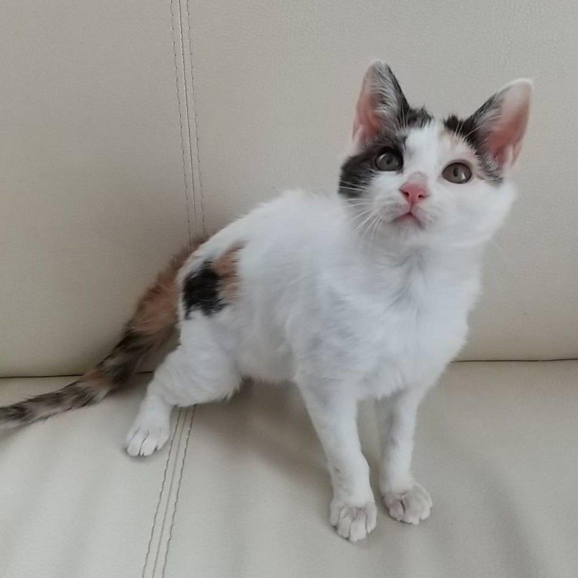 pet-image-5
