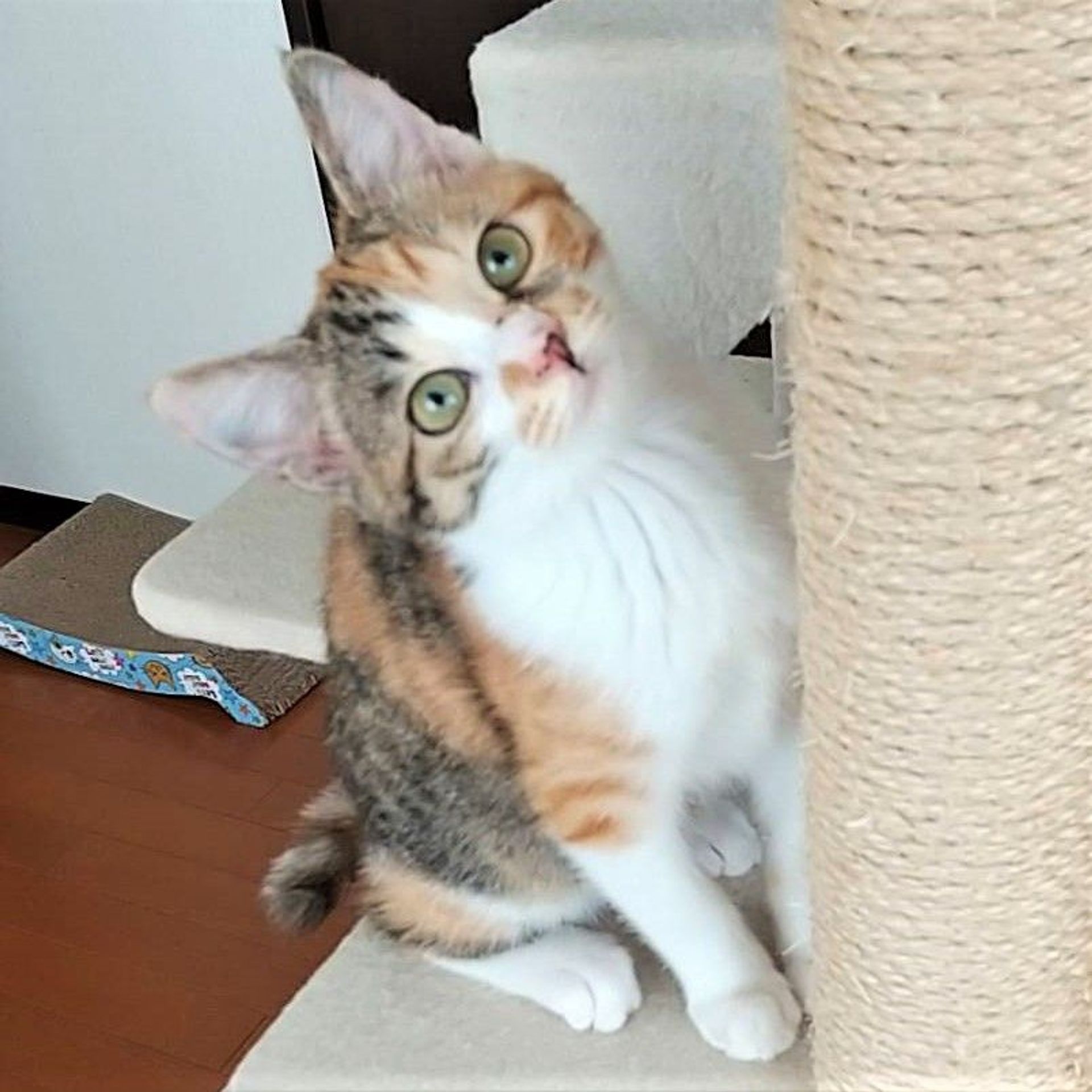 雑種（ミックス猫）・メスの里親募集の写真