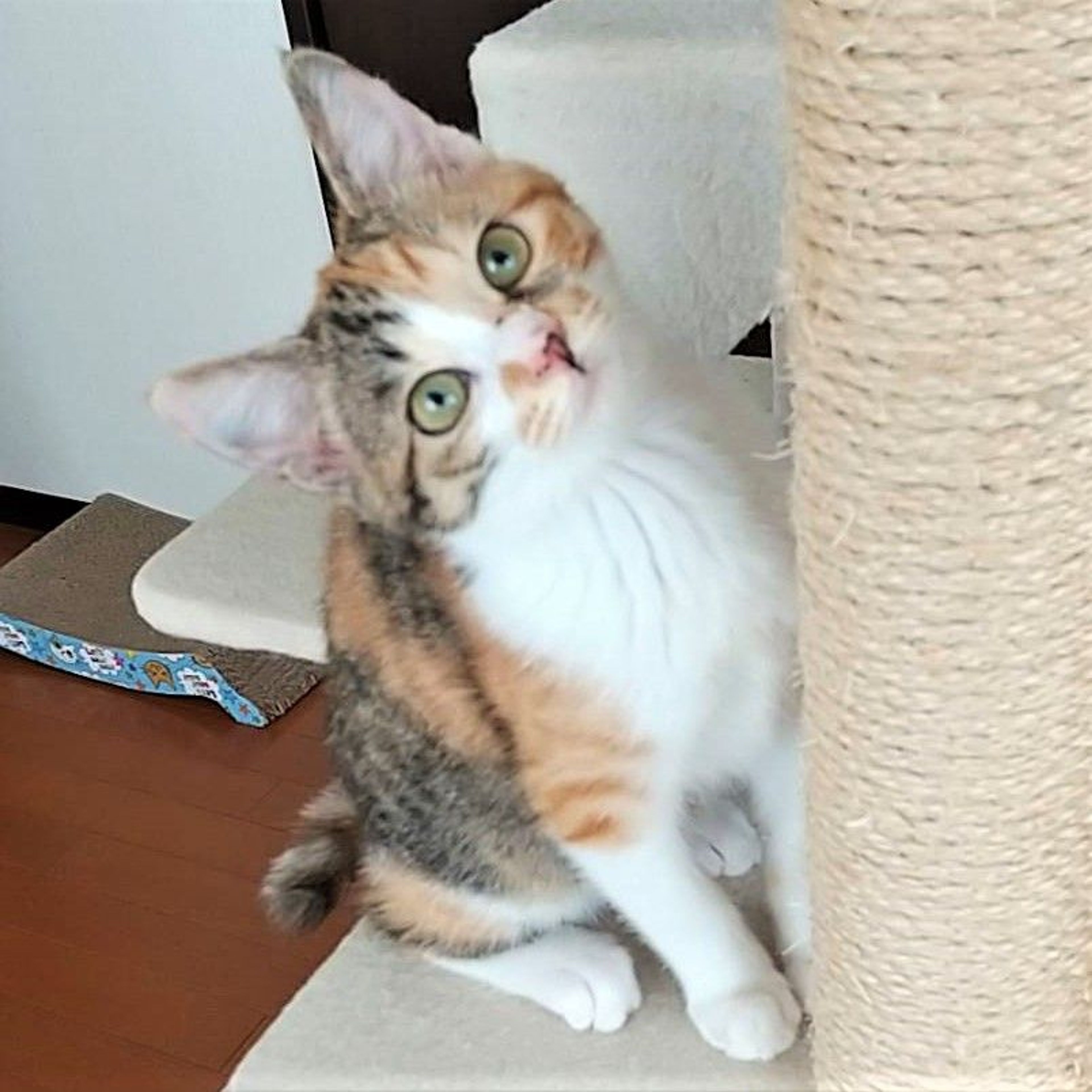 雑種（ミックス猫）・メスの里親募集の写真