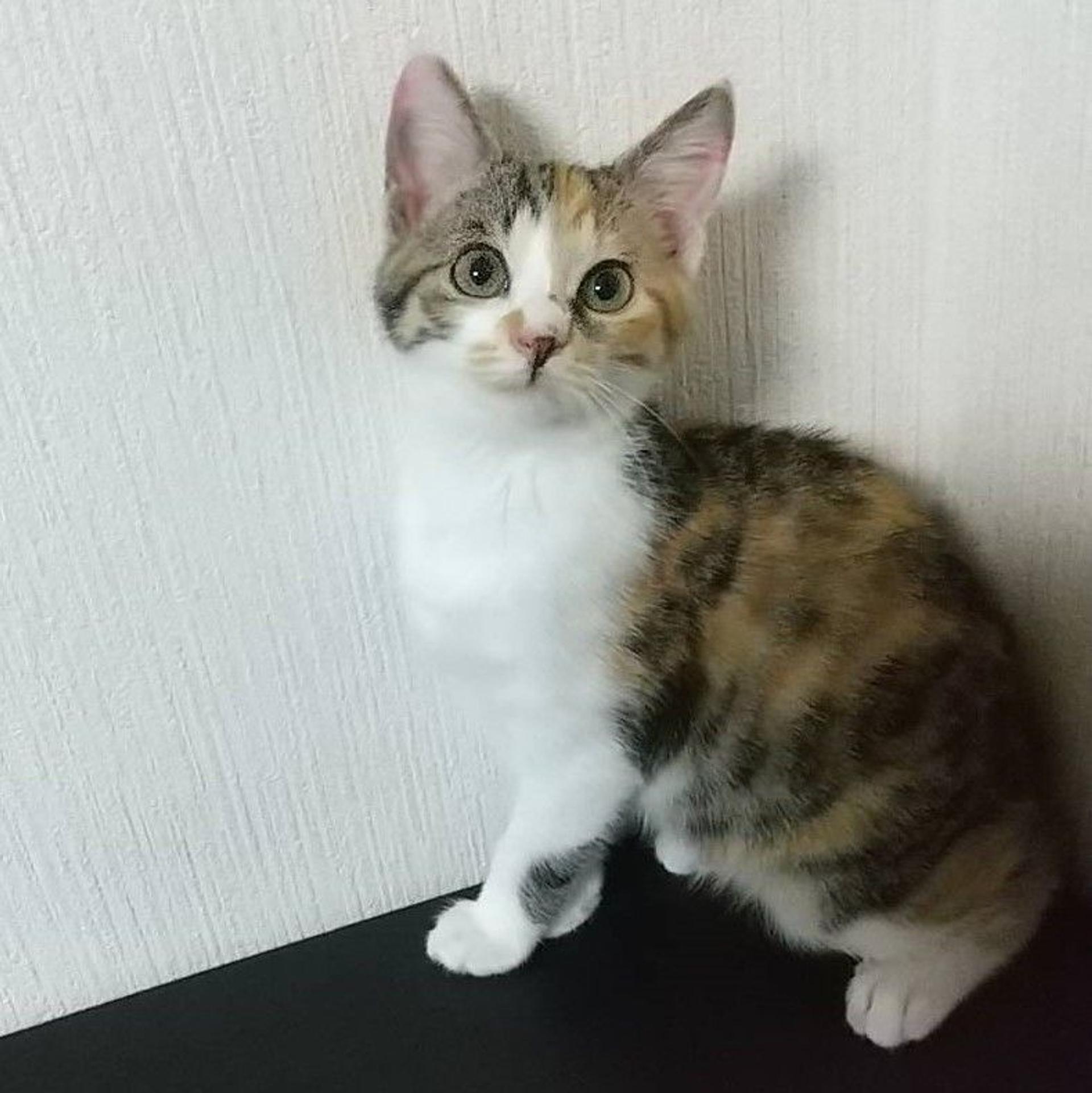 pet-image-2