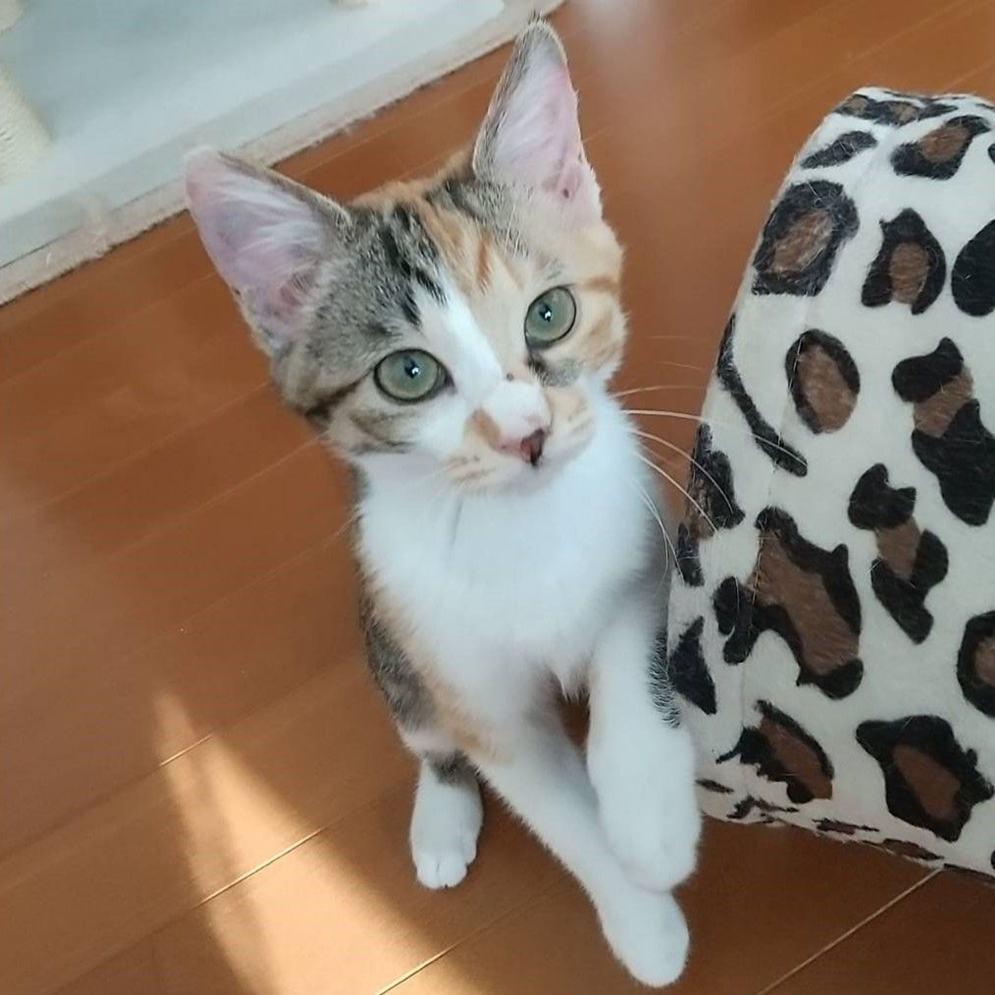 pet-image-4