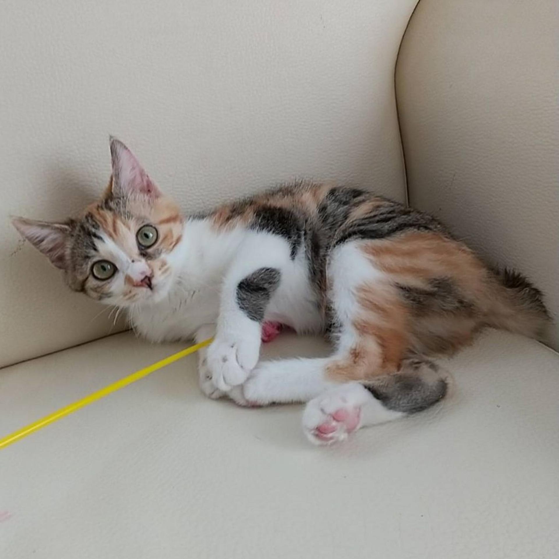 pet-image-5