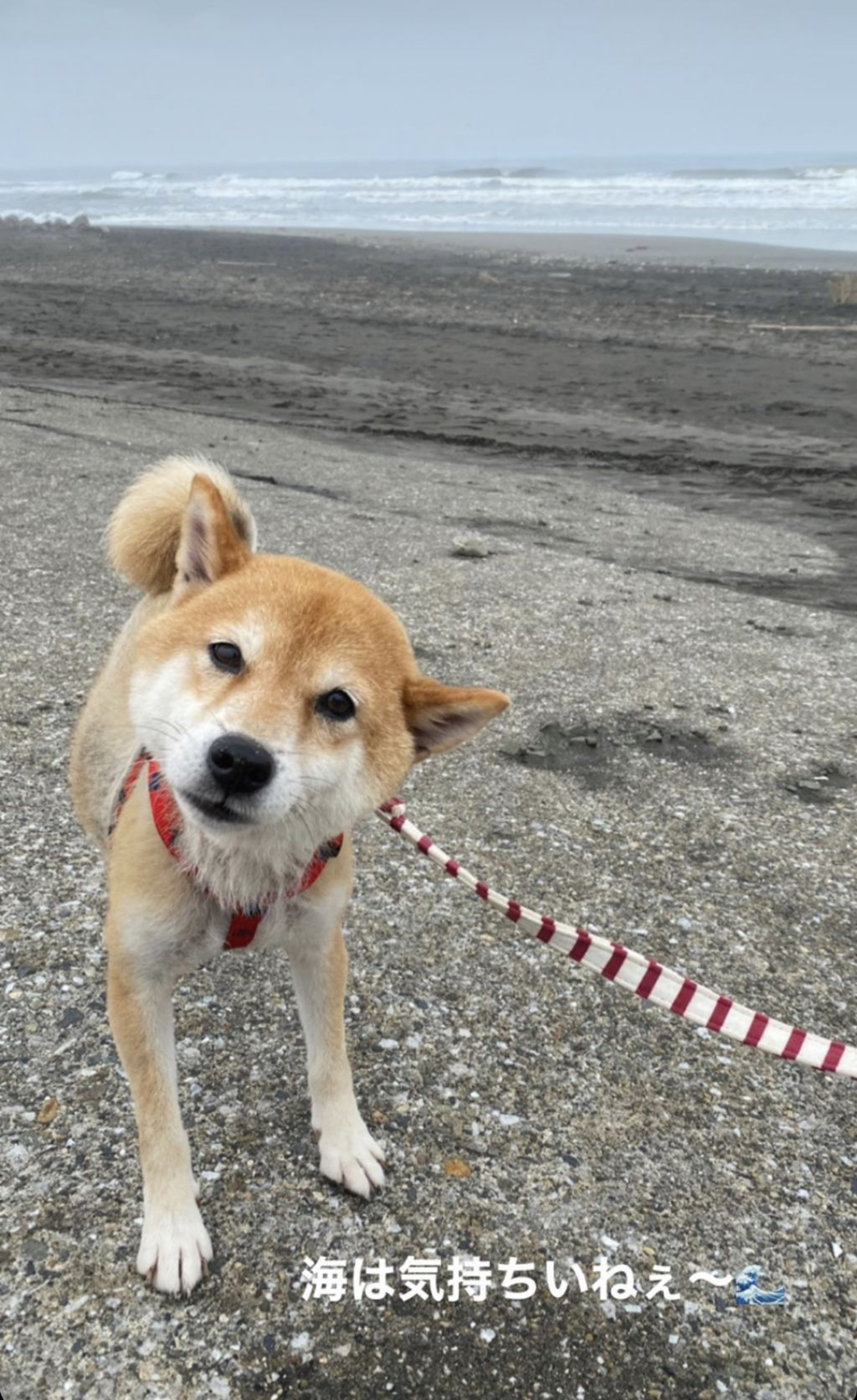 柴犬・メスの里親募集の写真
