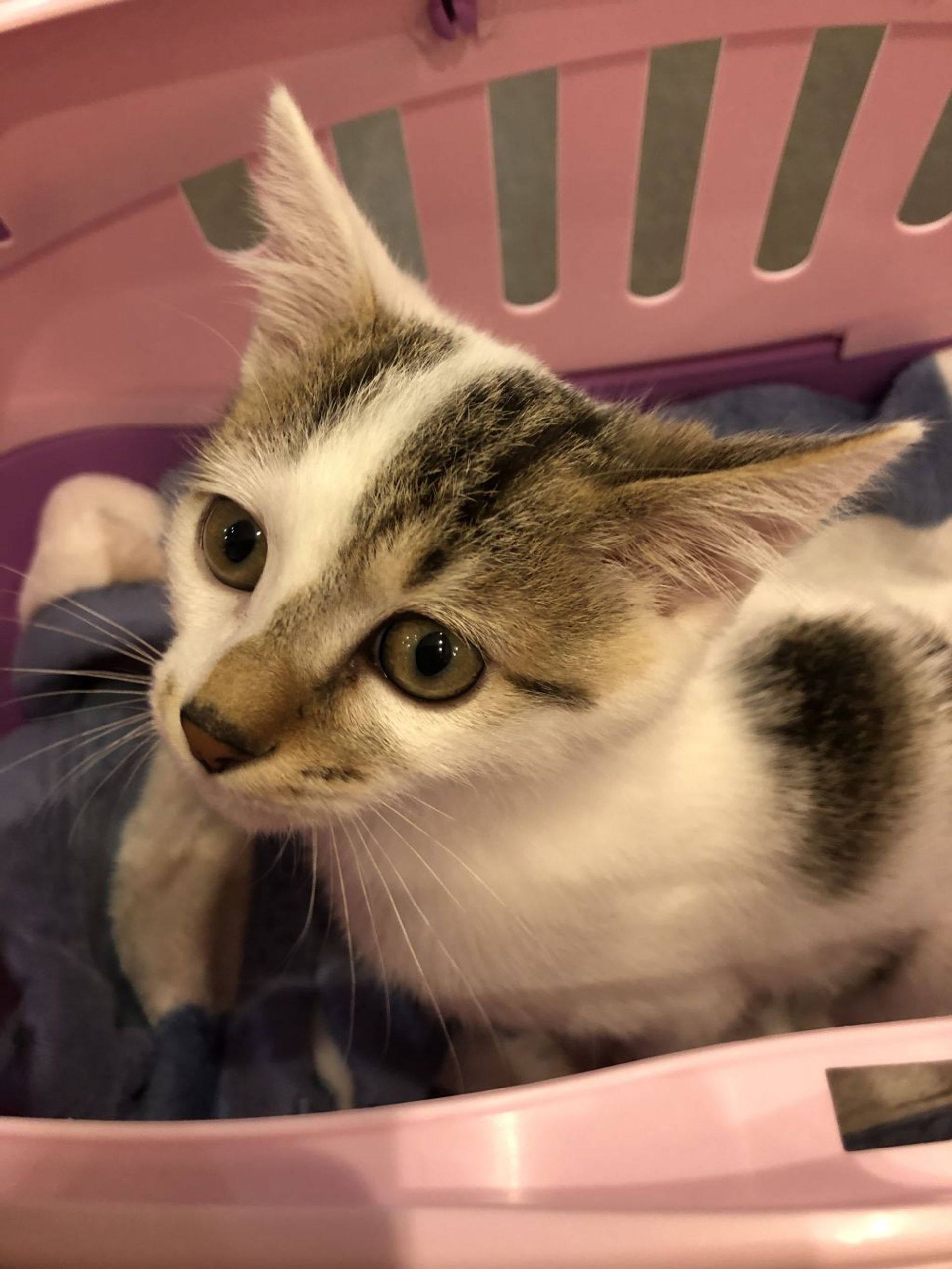 雑種（ミックス猫）・オスの里親募集の写真