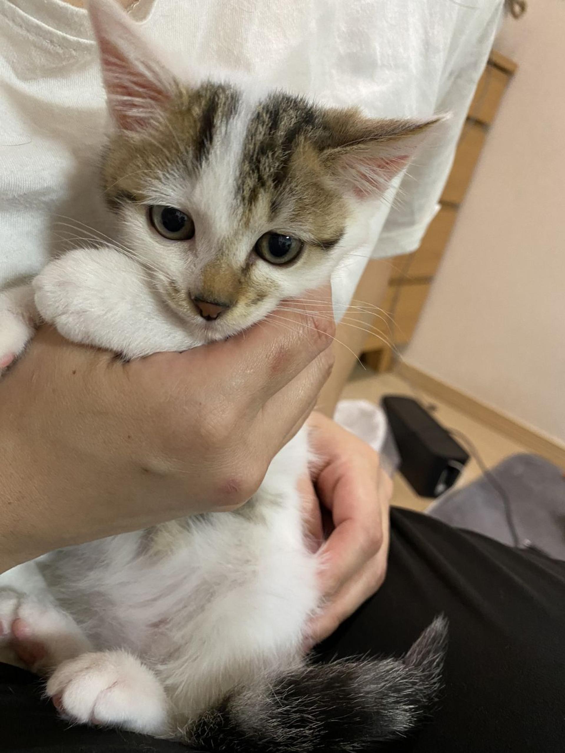 pet-image-4