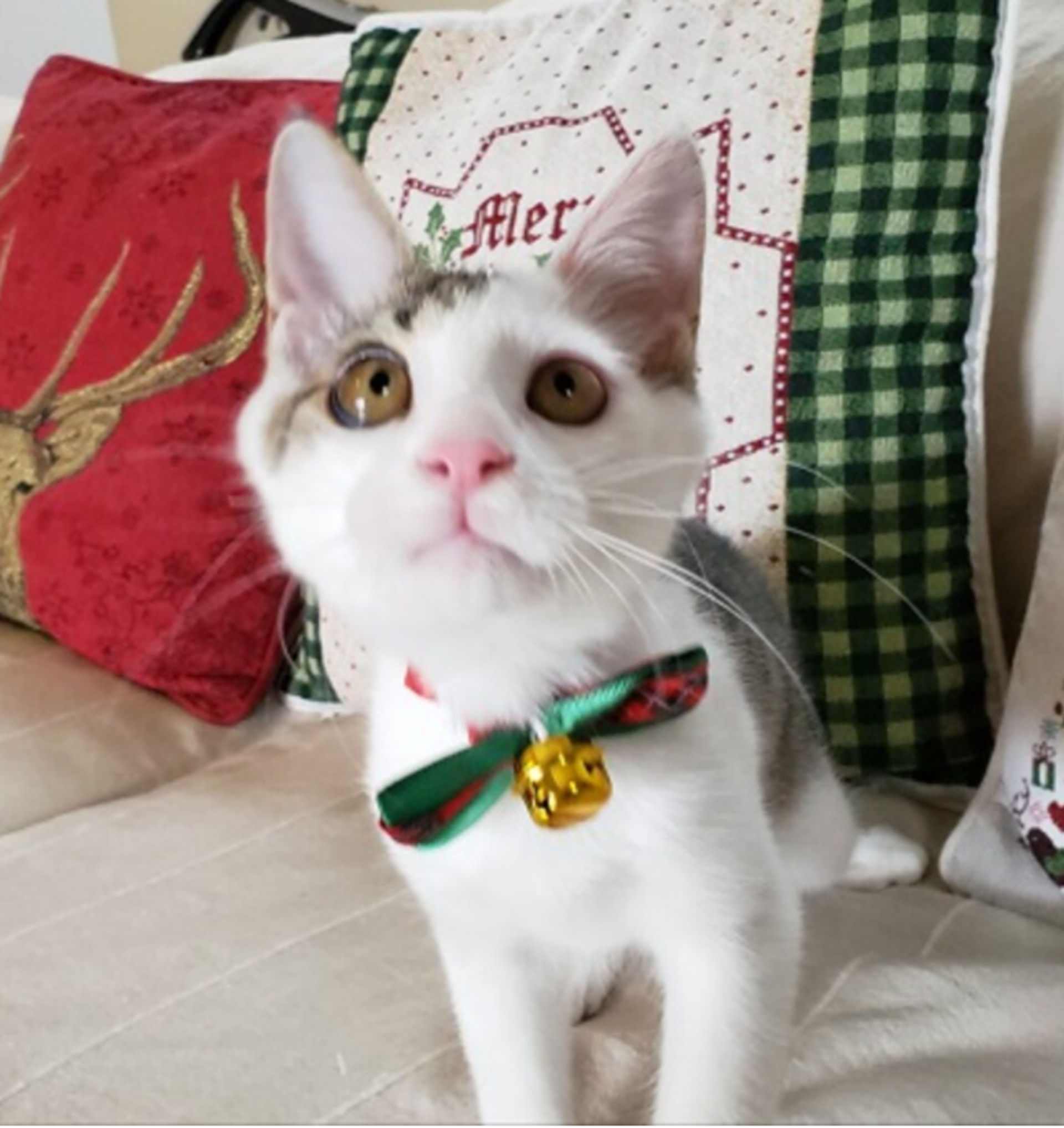 雑種（ミックス猫）・オスの里親募集の写真