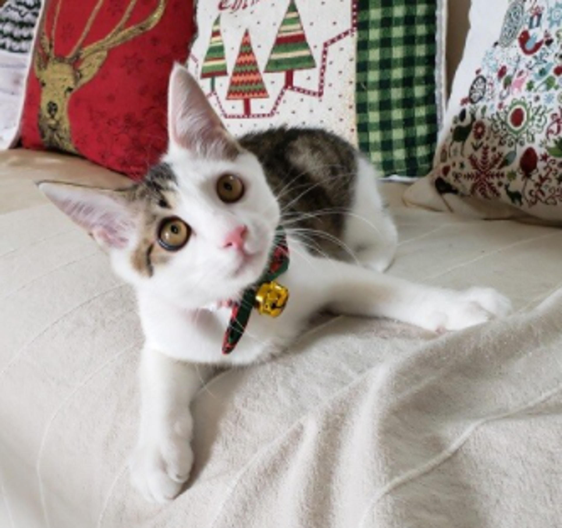 pet-image-6