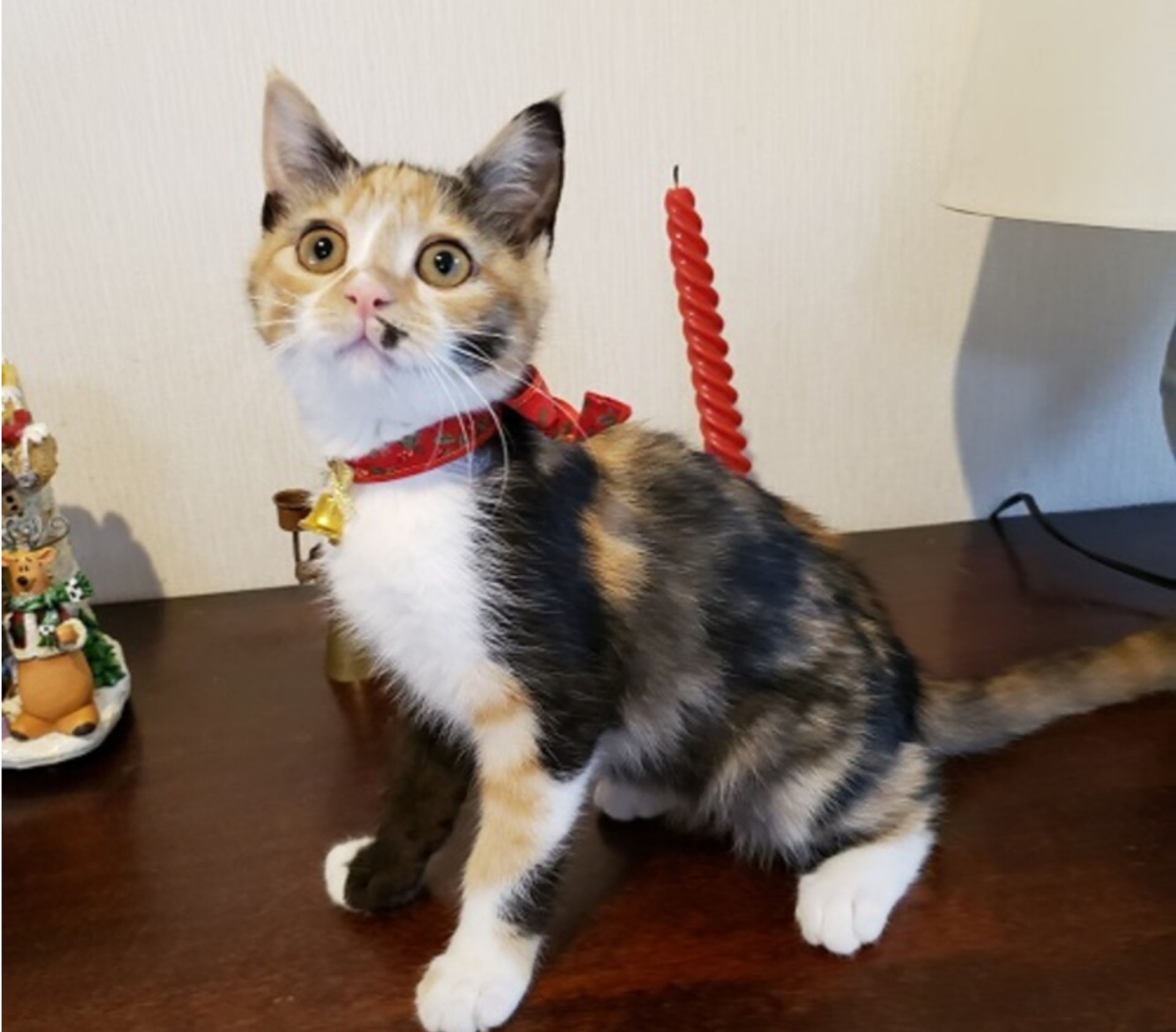雑種（ミックス猫）・メスの里親募集の写真