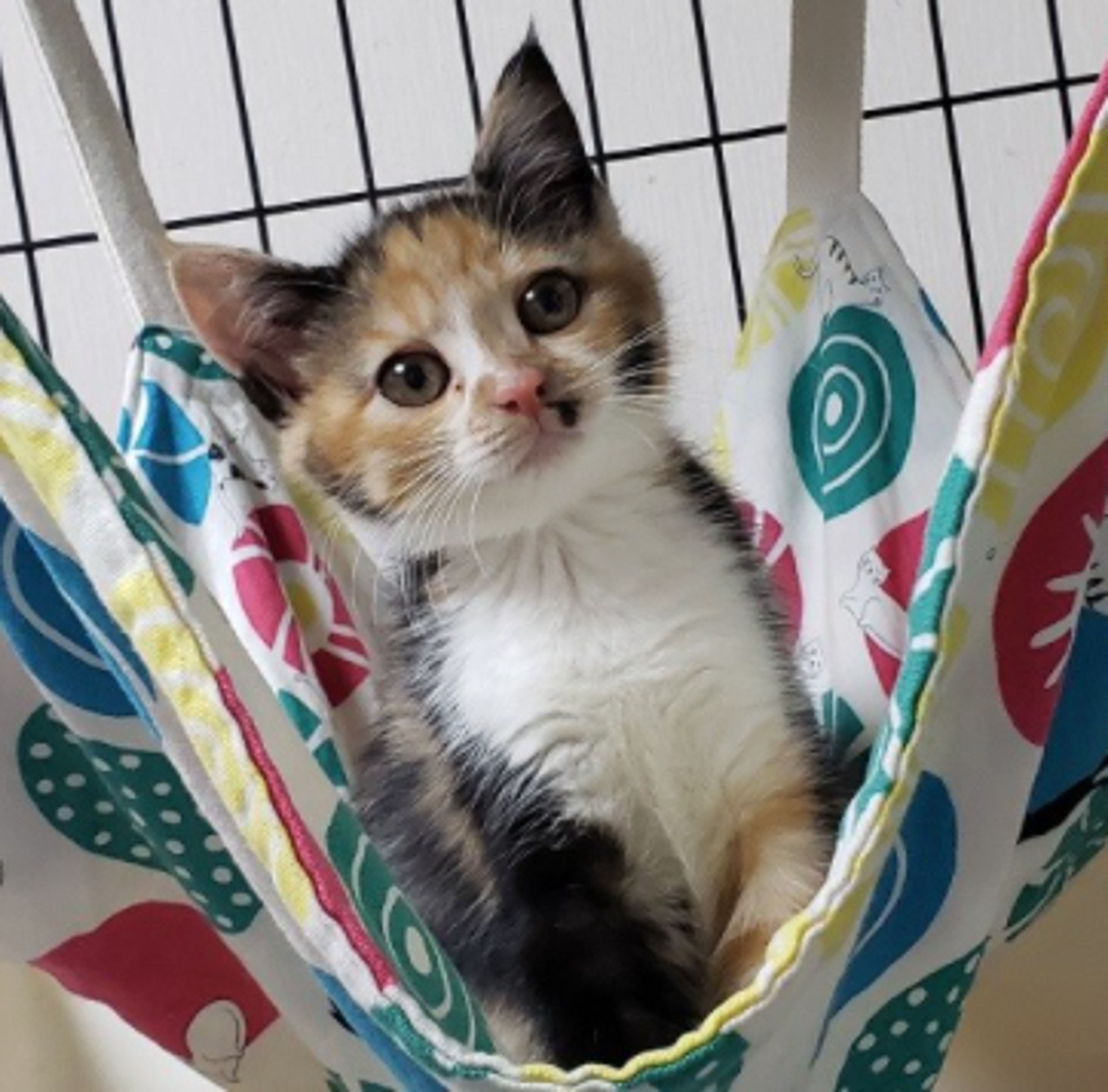 pet-image-4