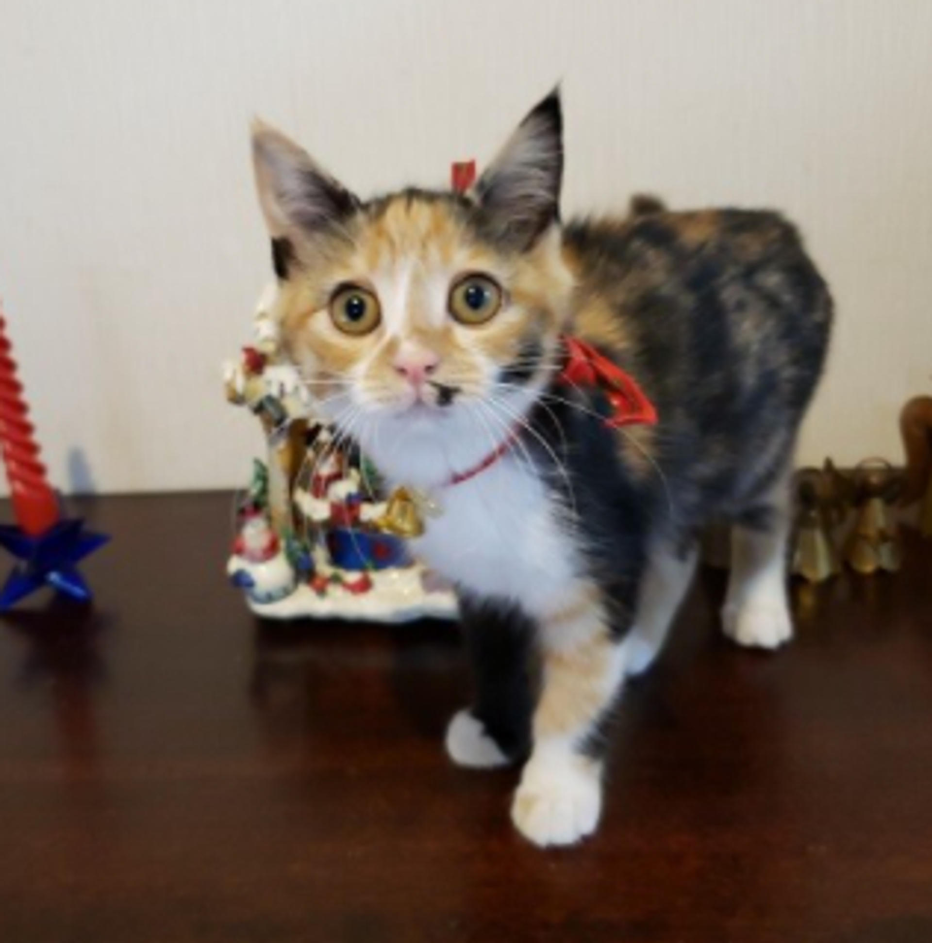 pet-image-5