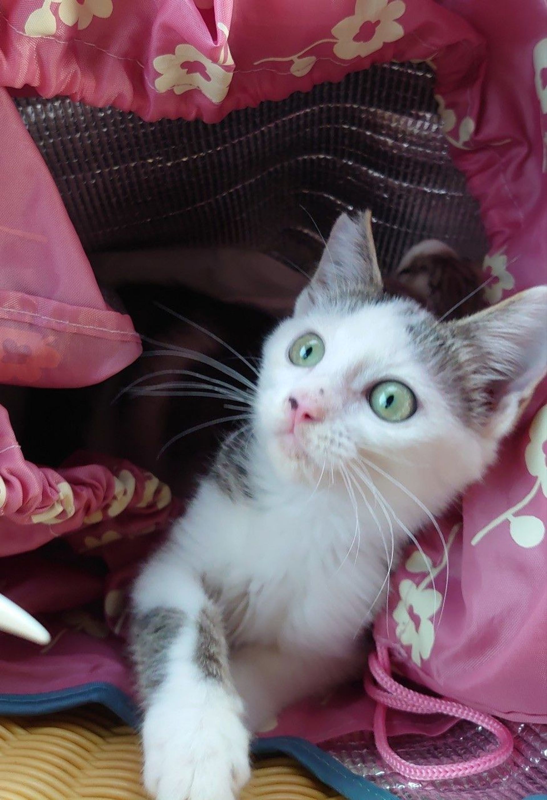 雑種（ミックス猫）・オスの里親募集の写真