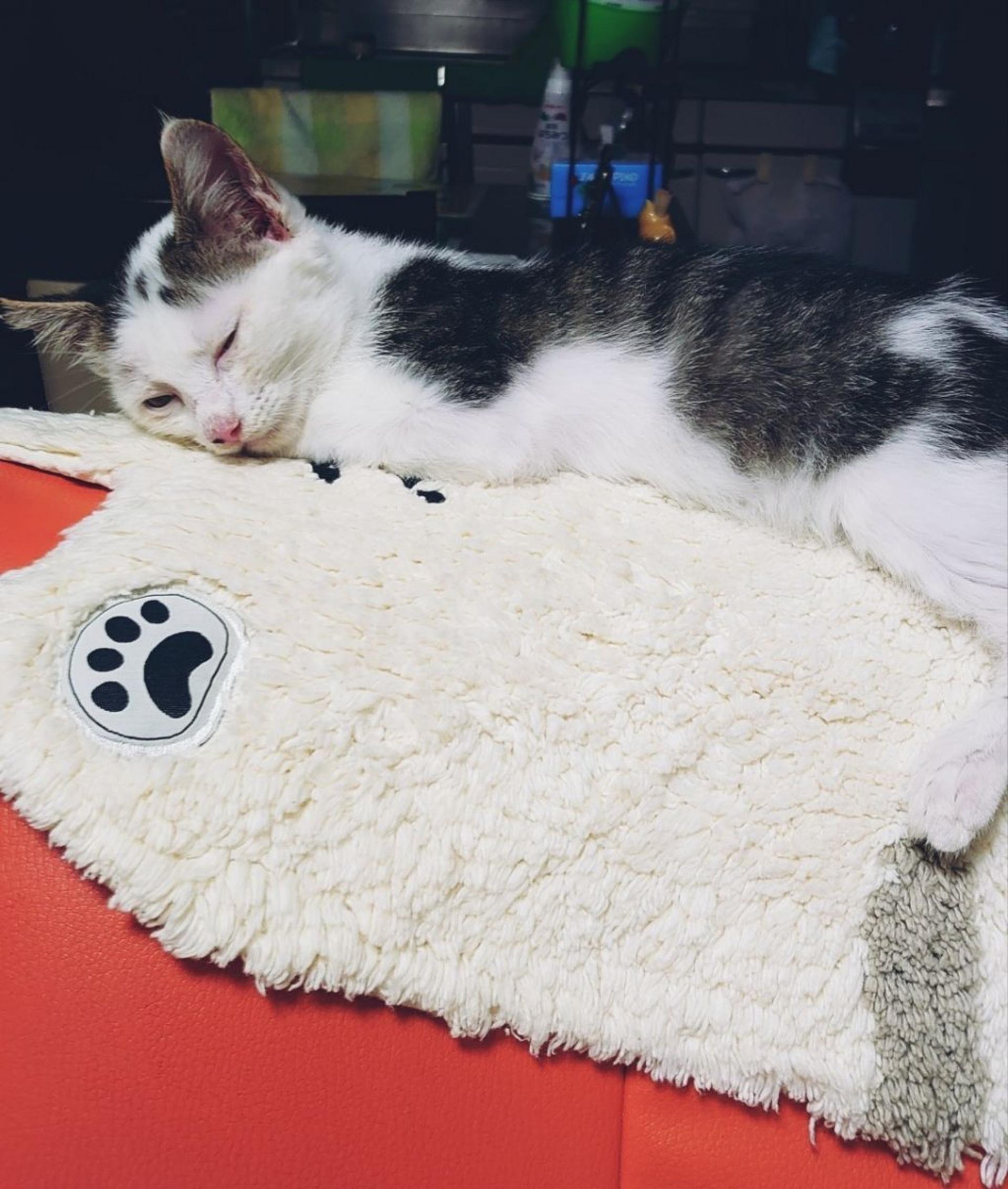 pet-image-3