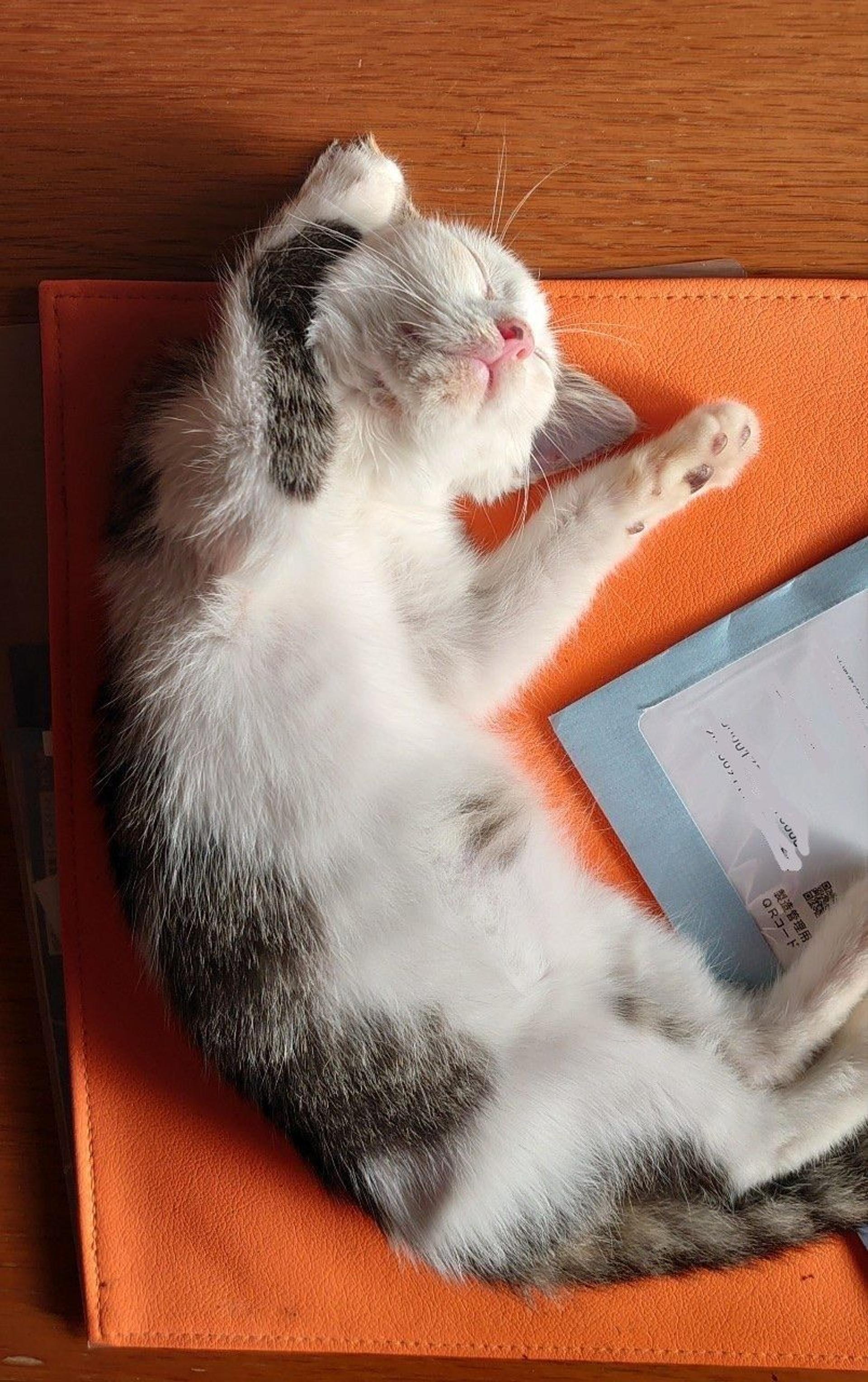 pet-image-2