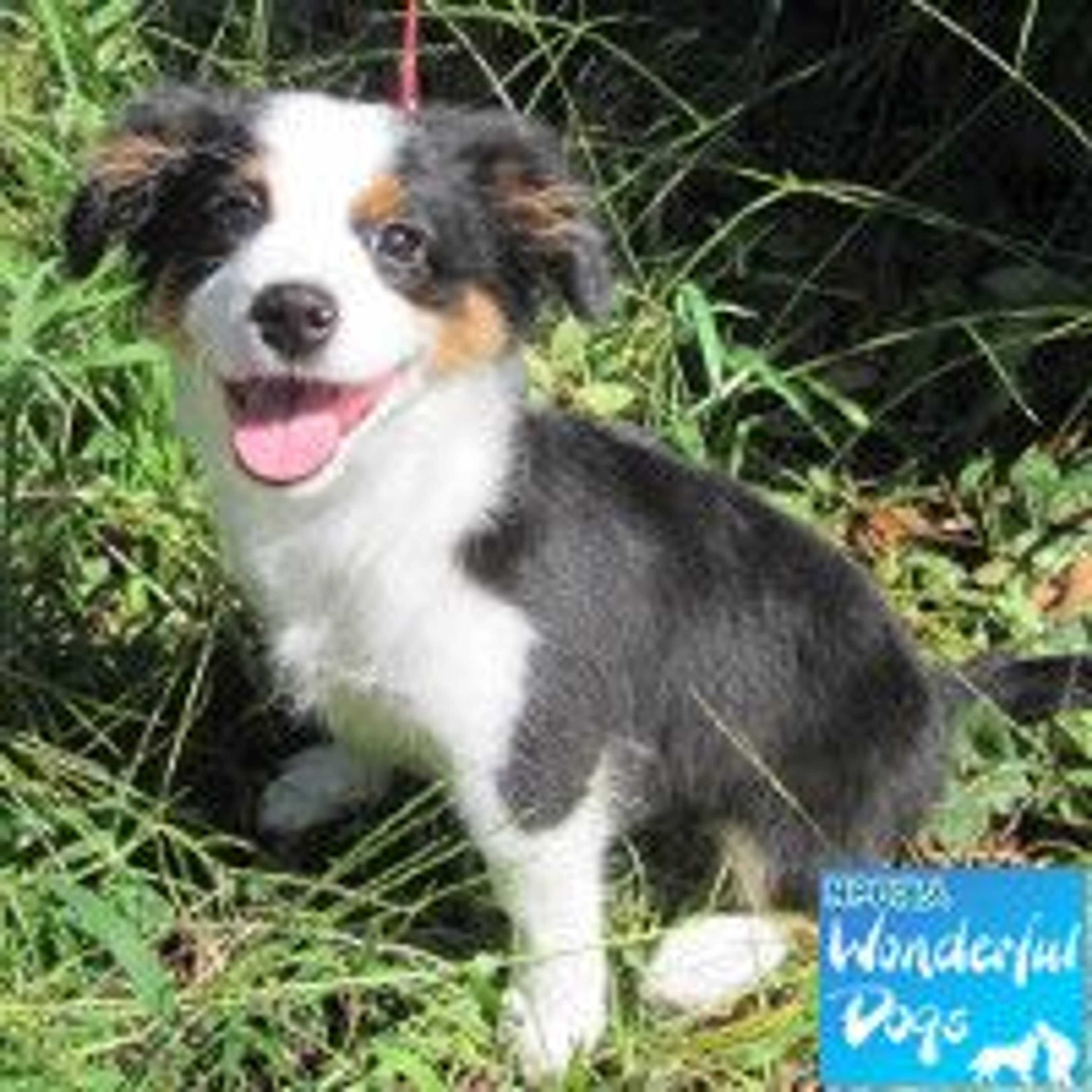 雑種（ミックス犬）・オスの里親募集の写真