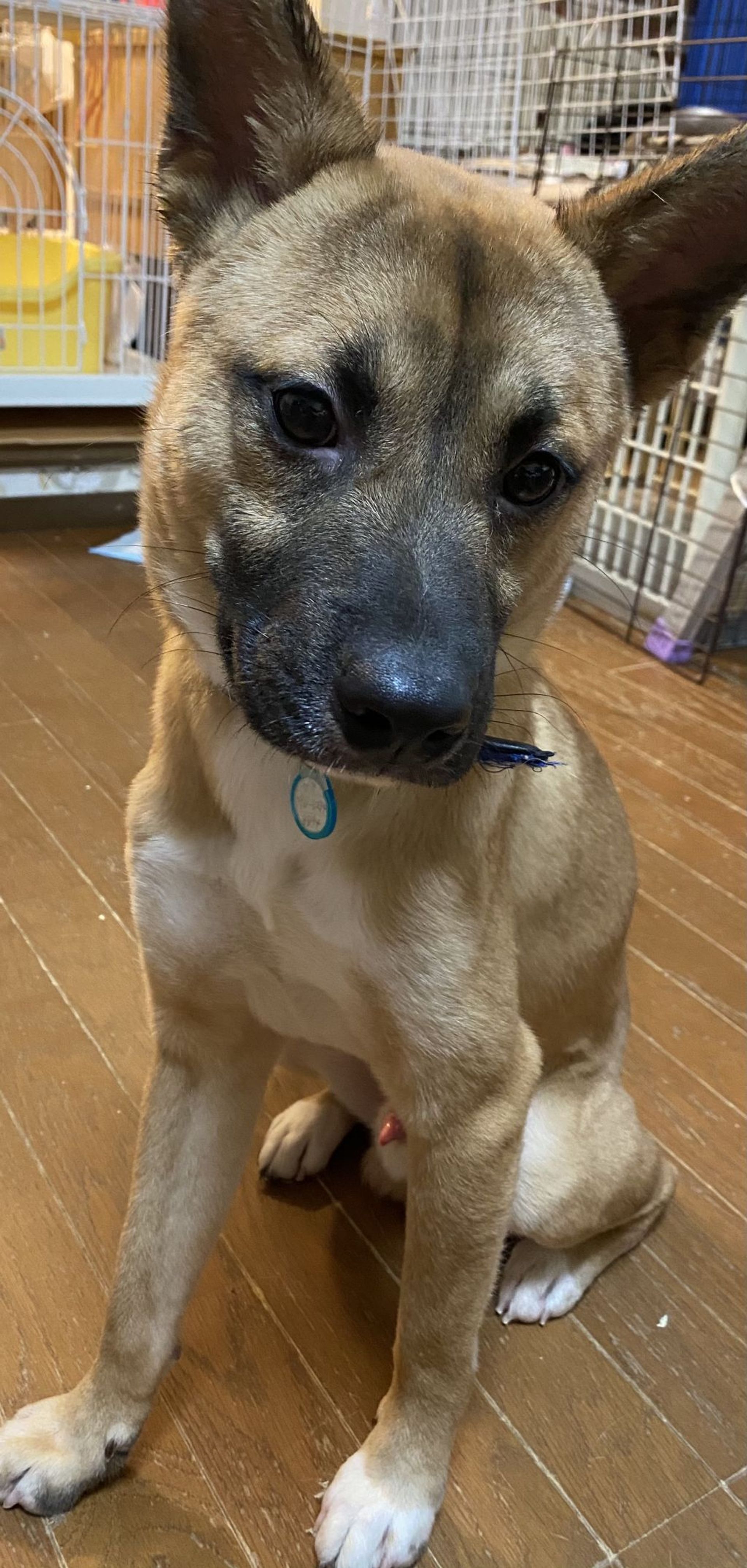 雑種（ミックス犬）・オスの里親募集の写真