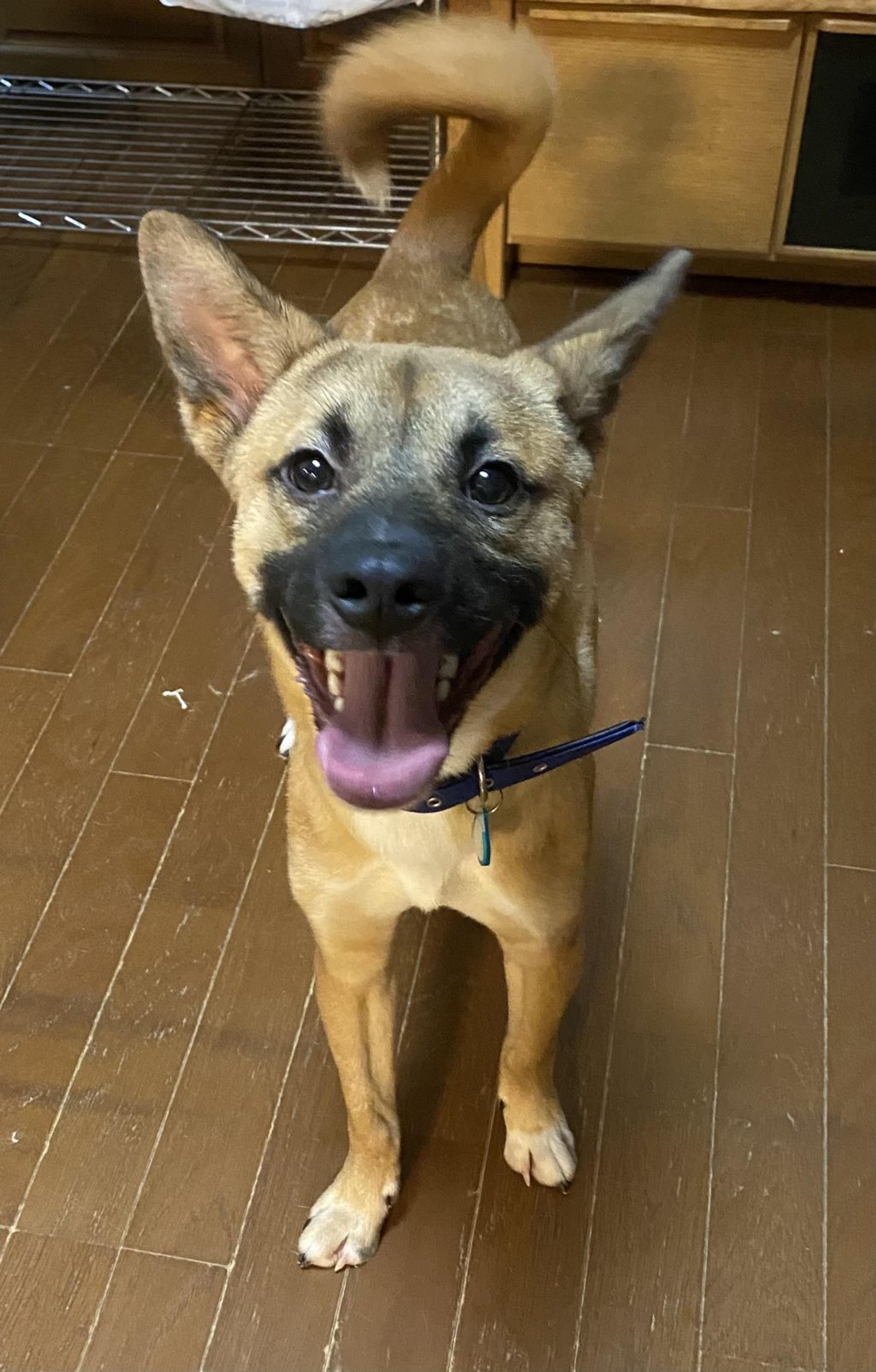 pet-image-2