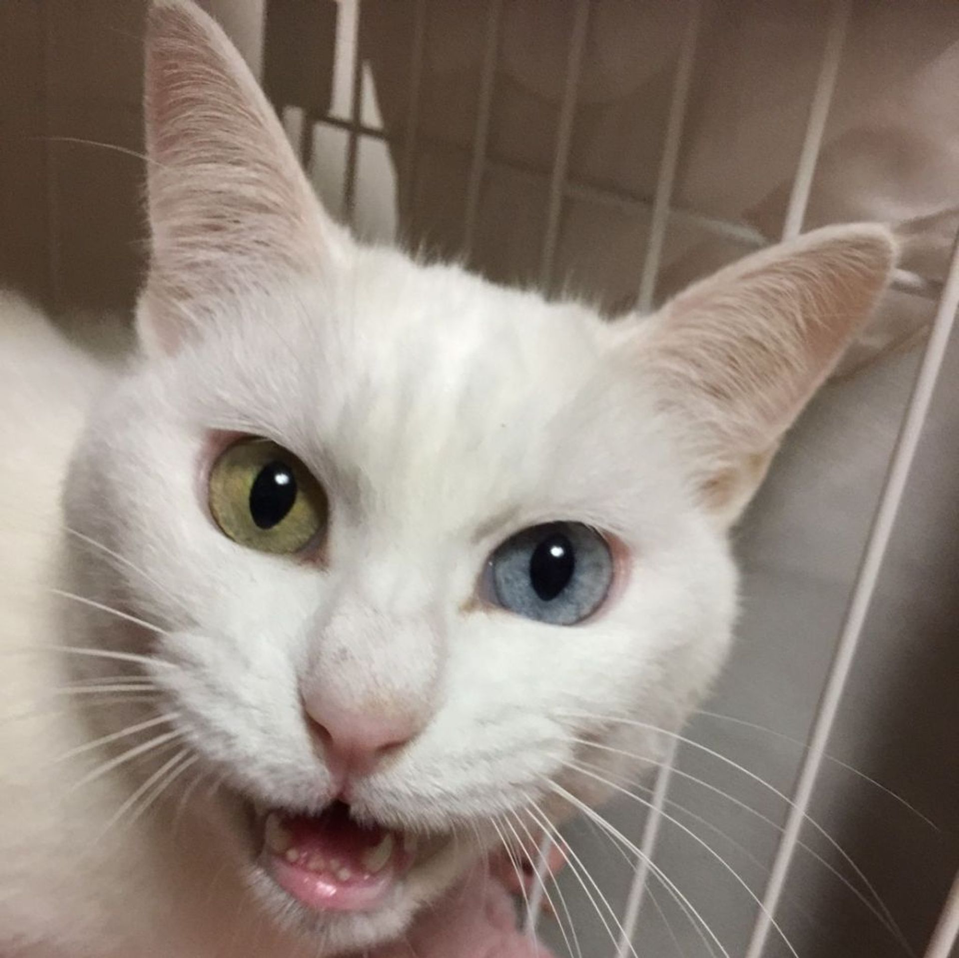 雑種（ミックス猫）・メスの里親募集の写真