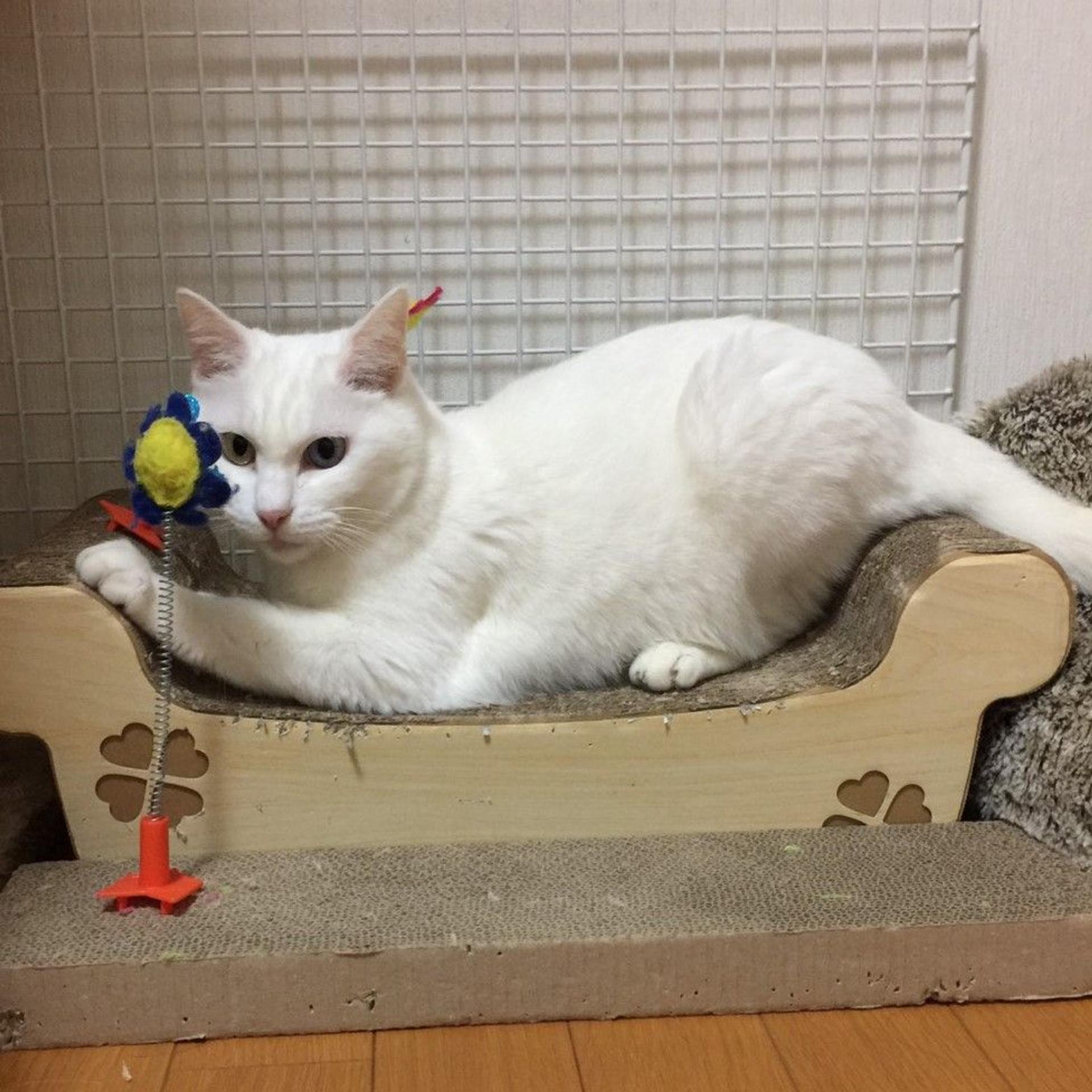 pet-image-4