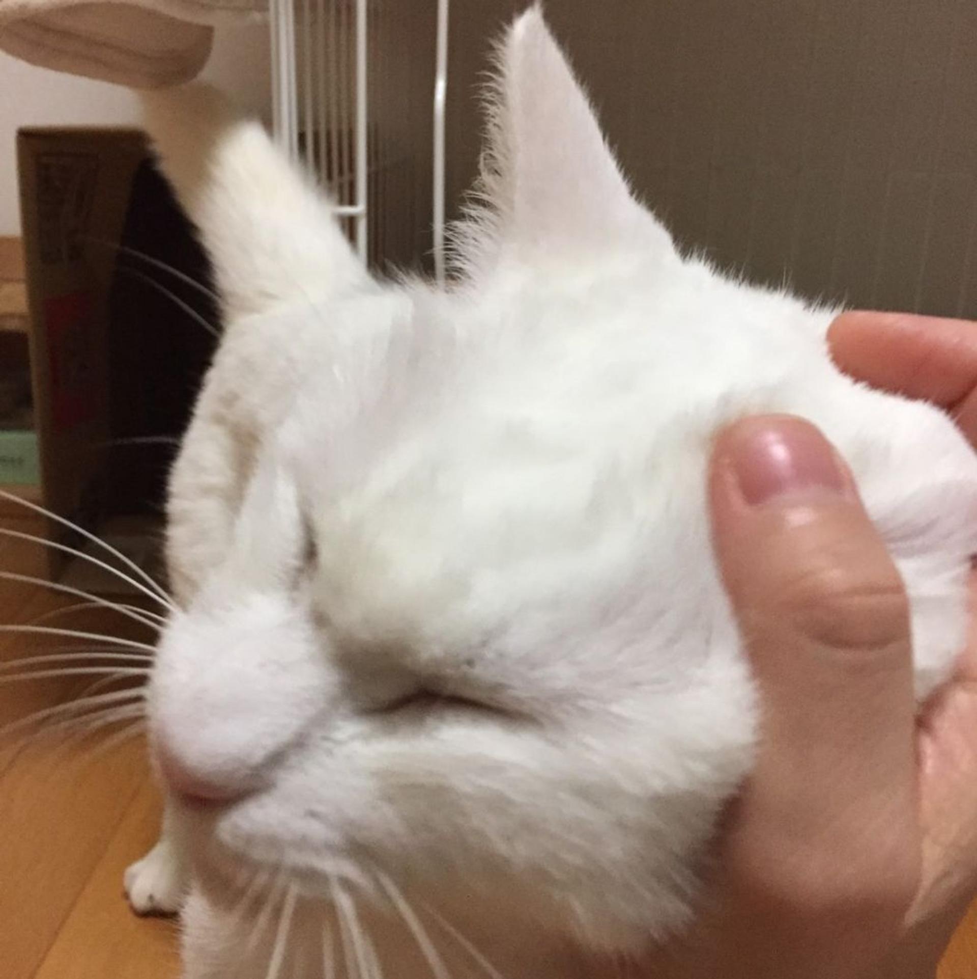pet-image-5