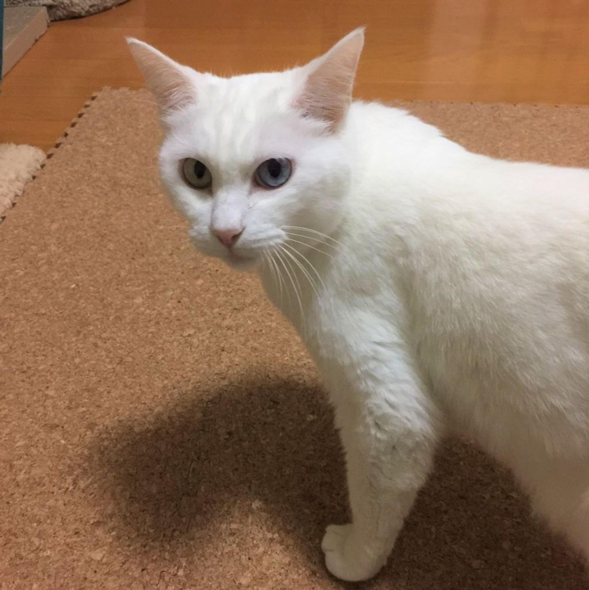 pet-image-6