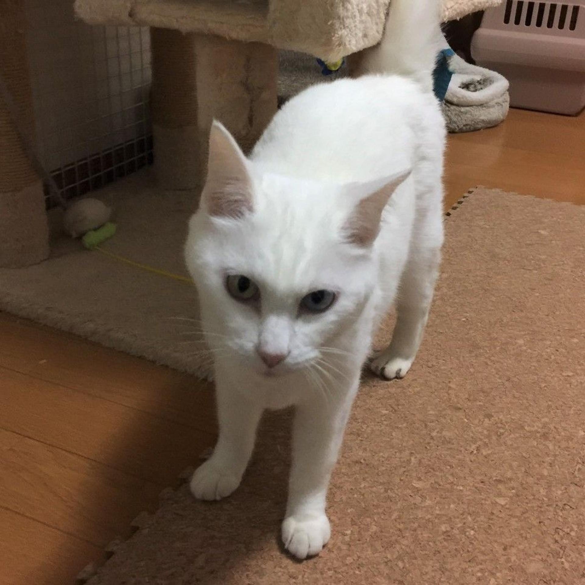 pet-image-7