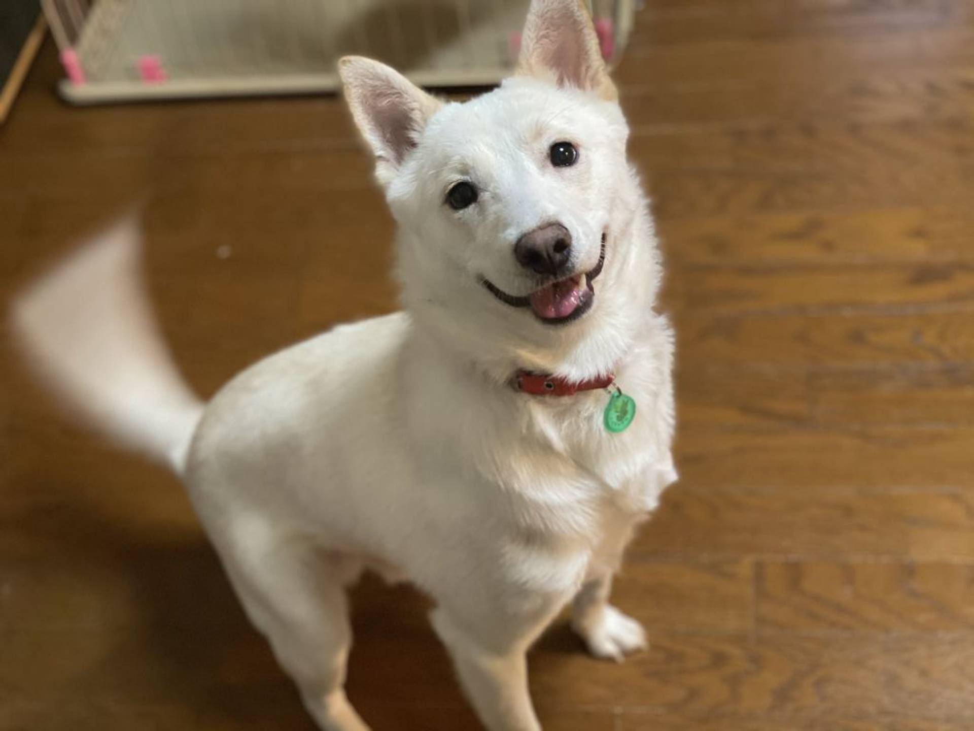 雑種（ミックス犬）・オスの里親募集の写真