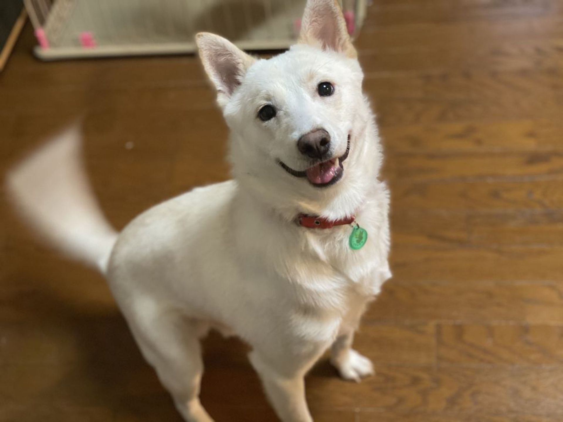 雑種（ミックス犬）・オスの里親募集の写真