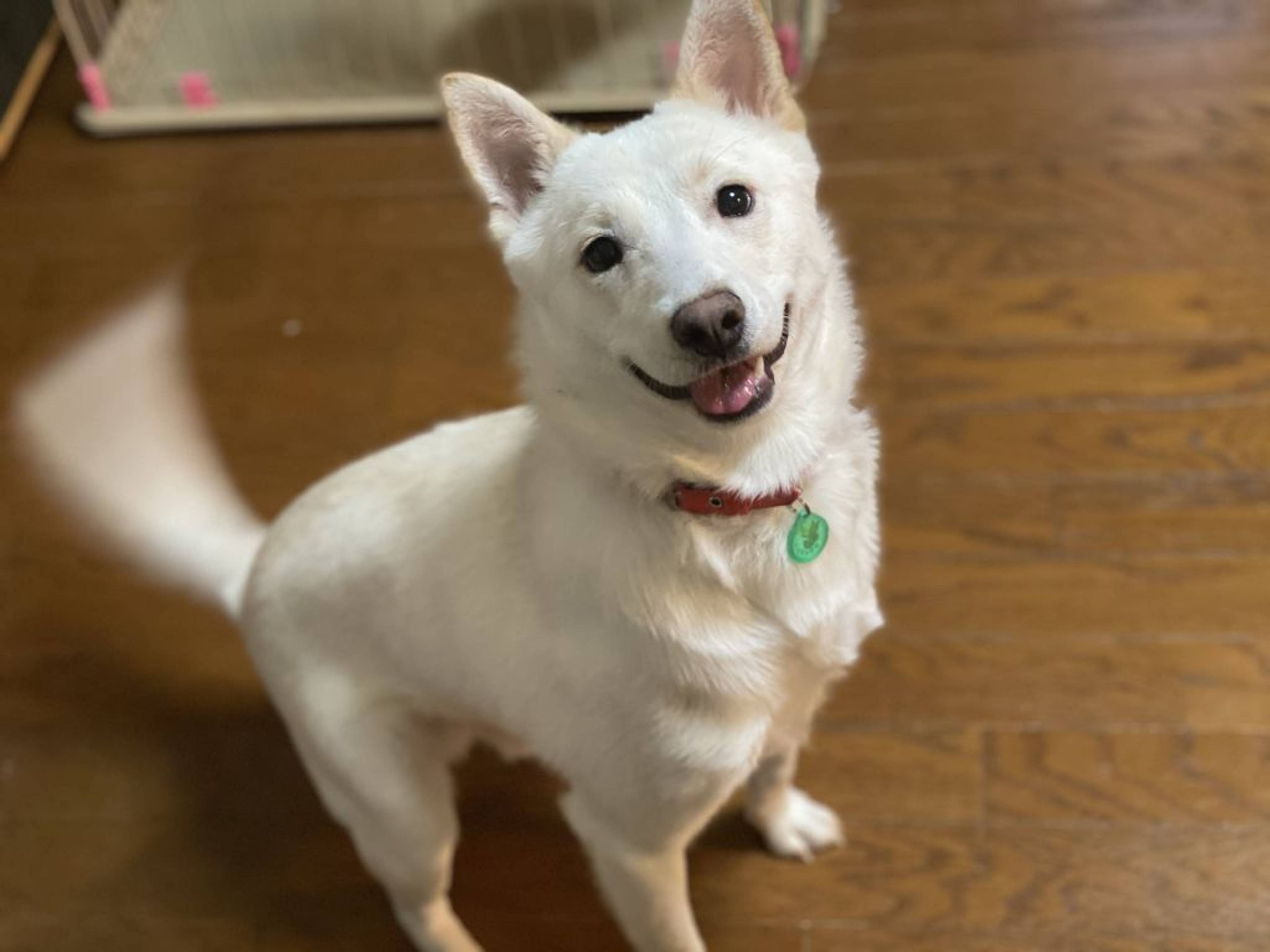 雑種（ミックス犬）・オスの里親募集の写真