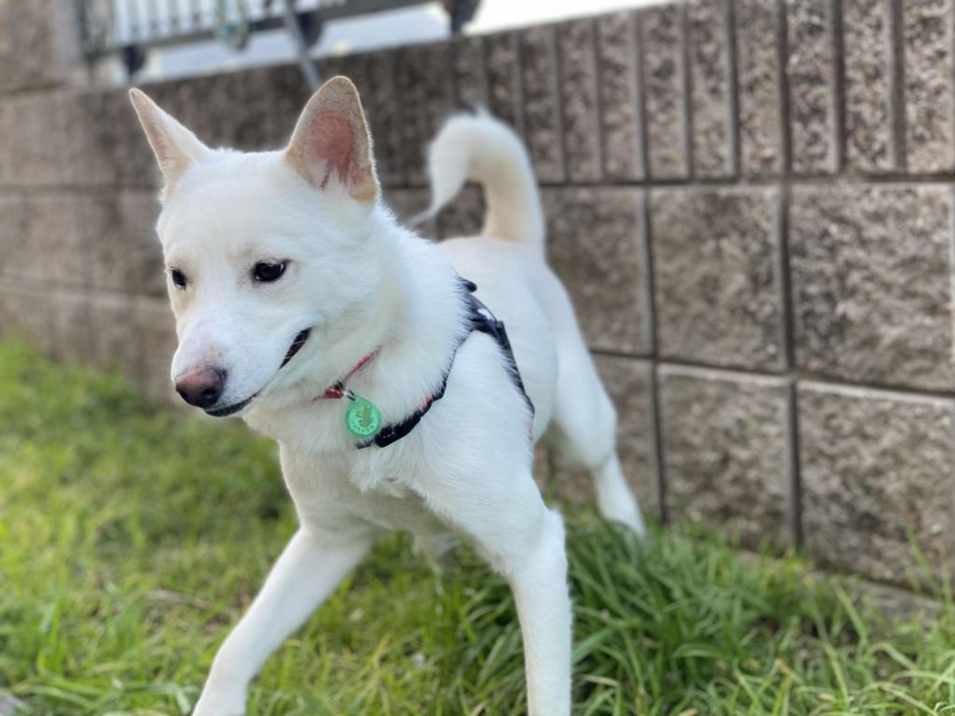 pet-image-2