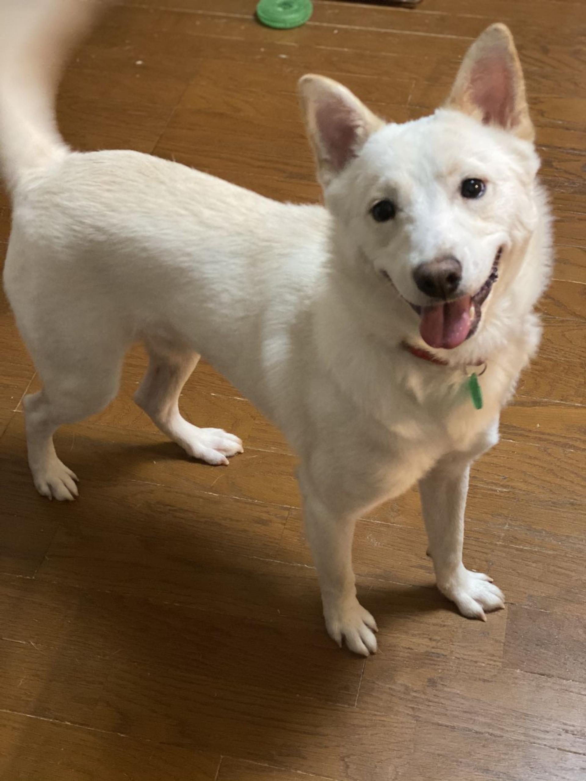 pet-image-3