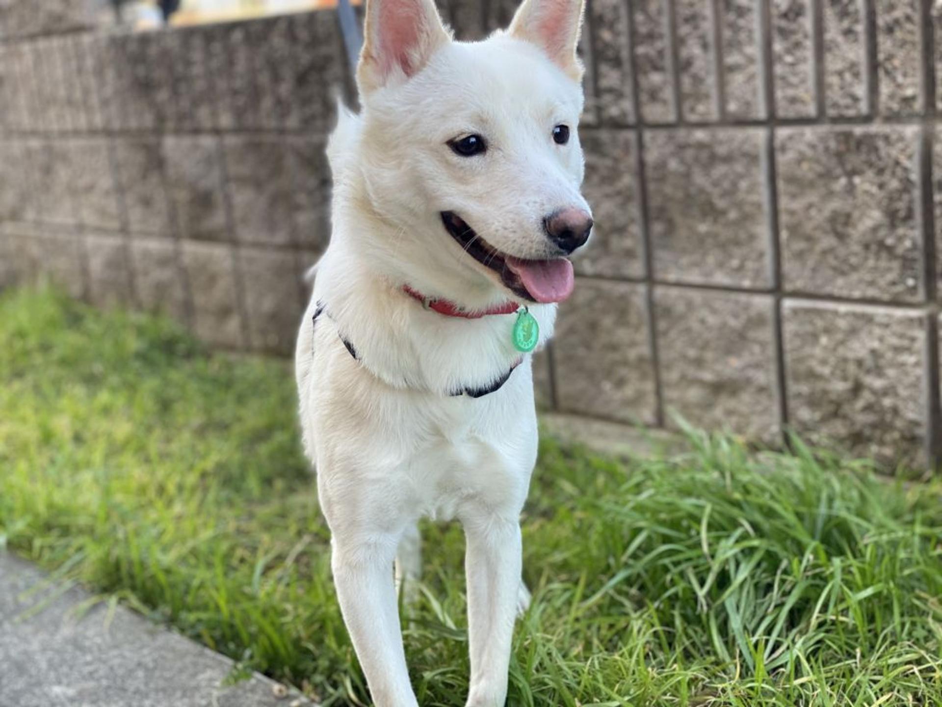 pet-image-4