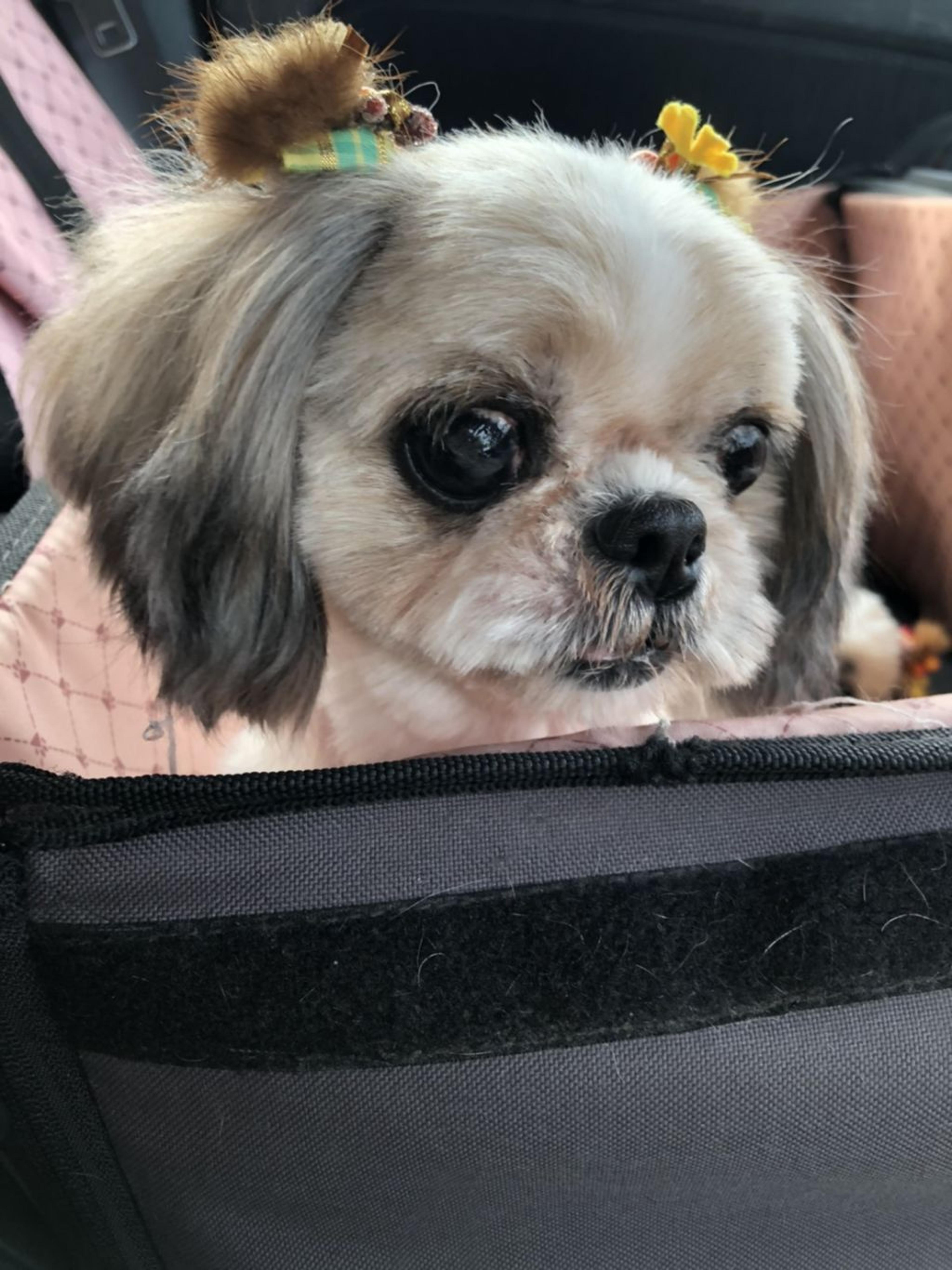 pet-image-2