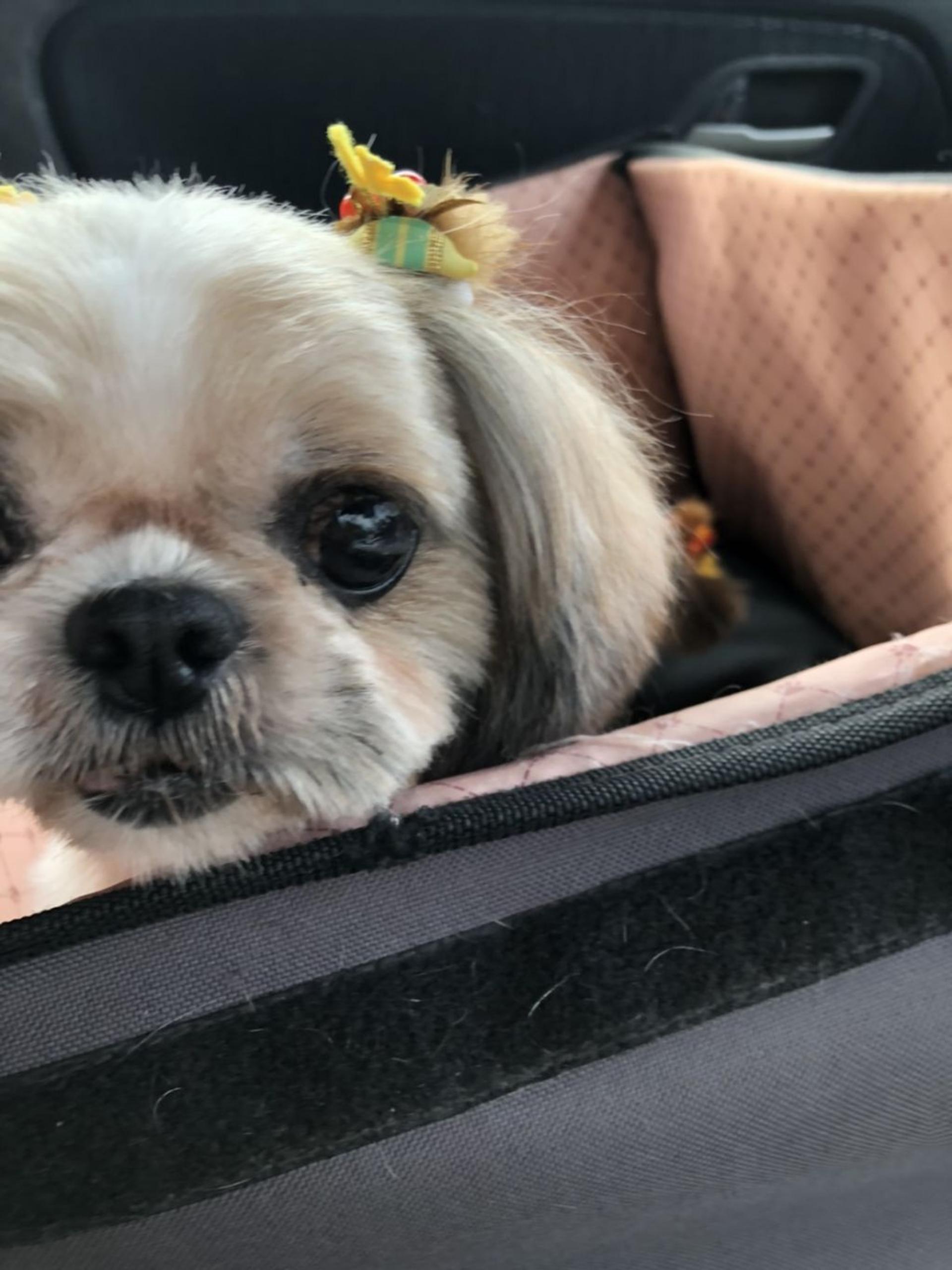 pet-image-3
