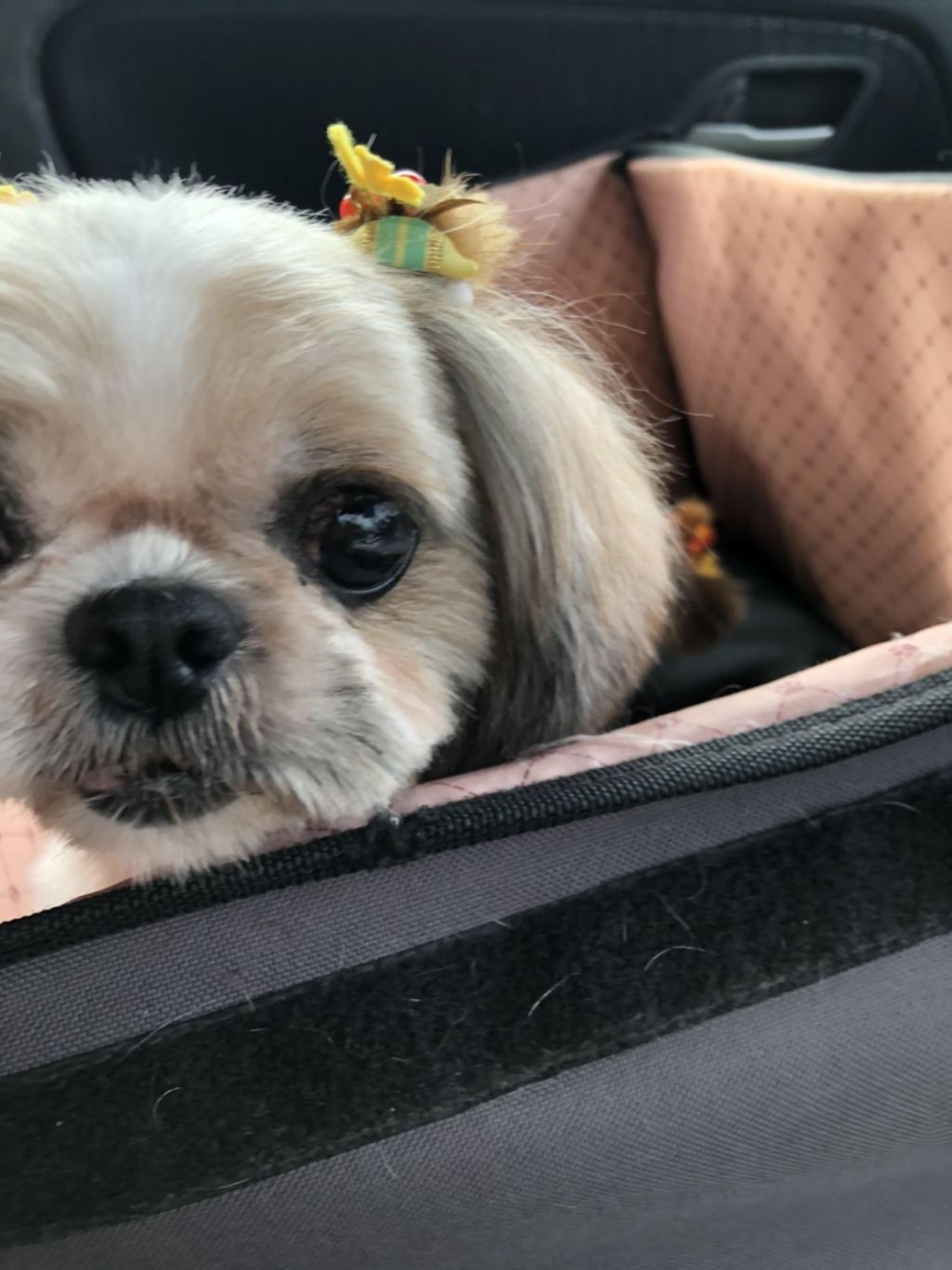 pet-image-3