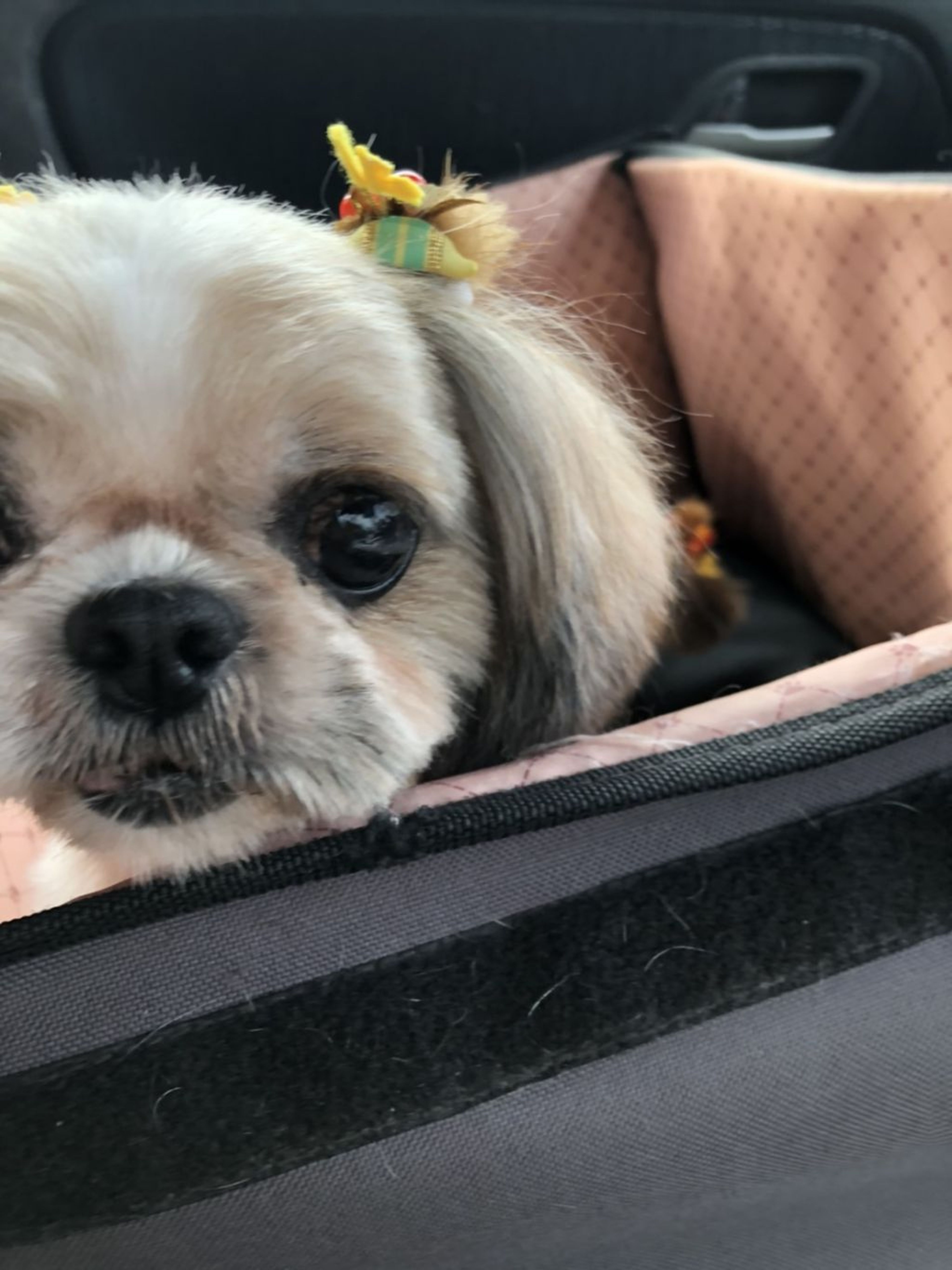pet-image-3