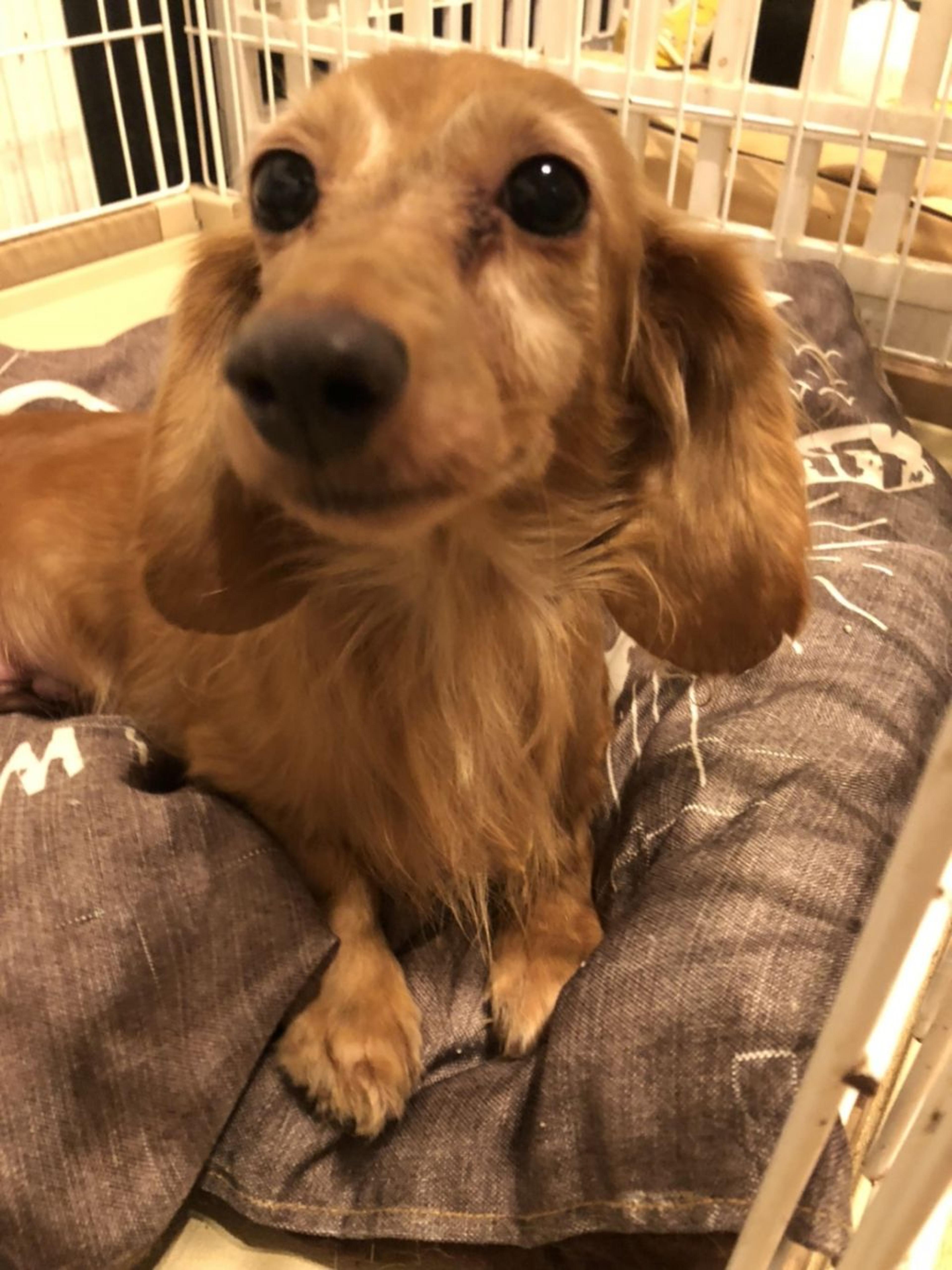 pet-image-2