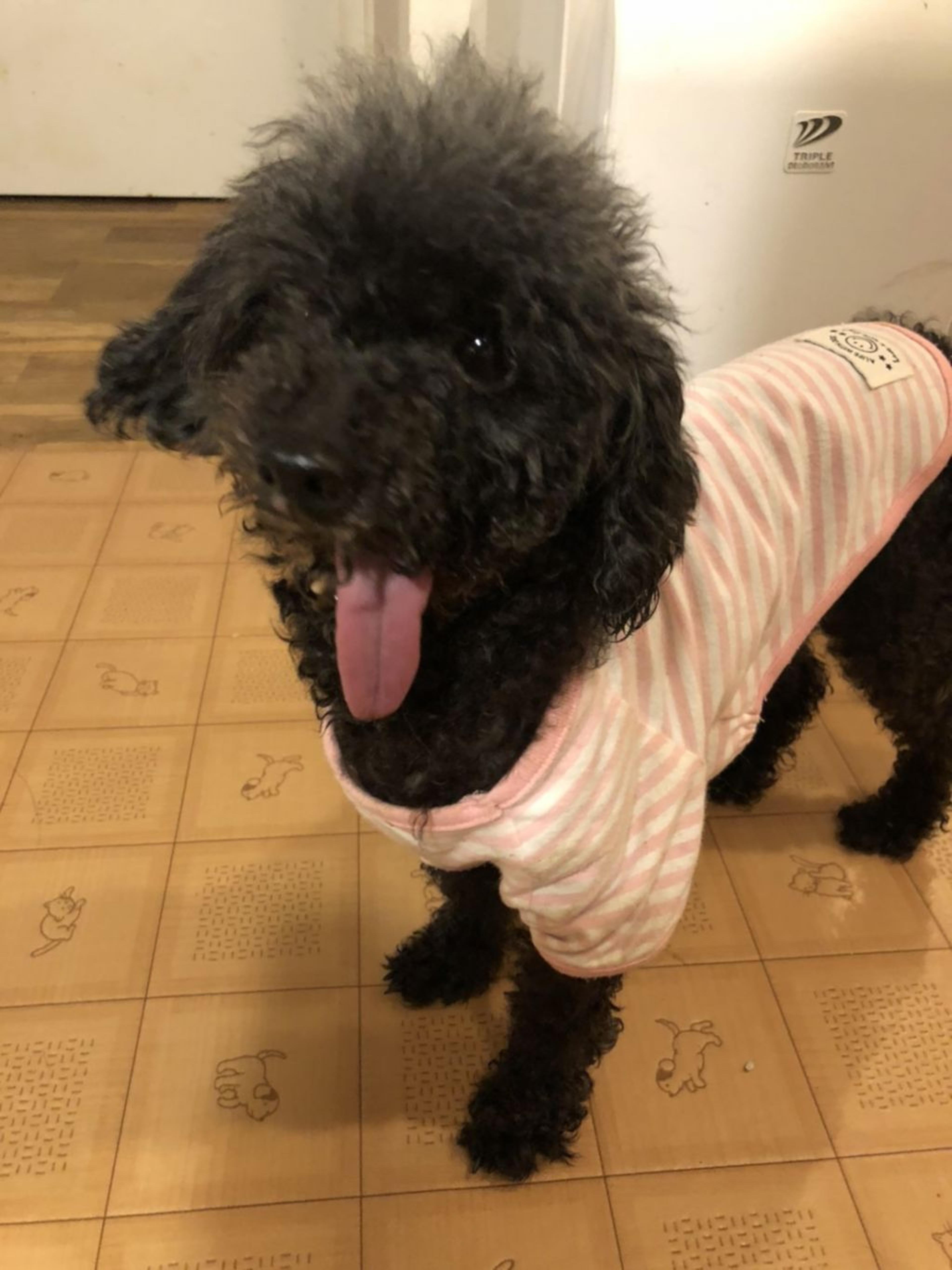 pet-image-2