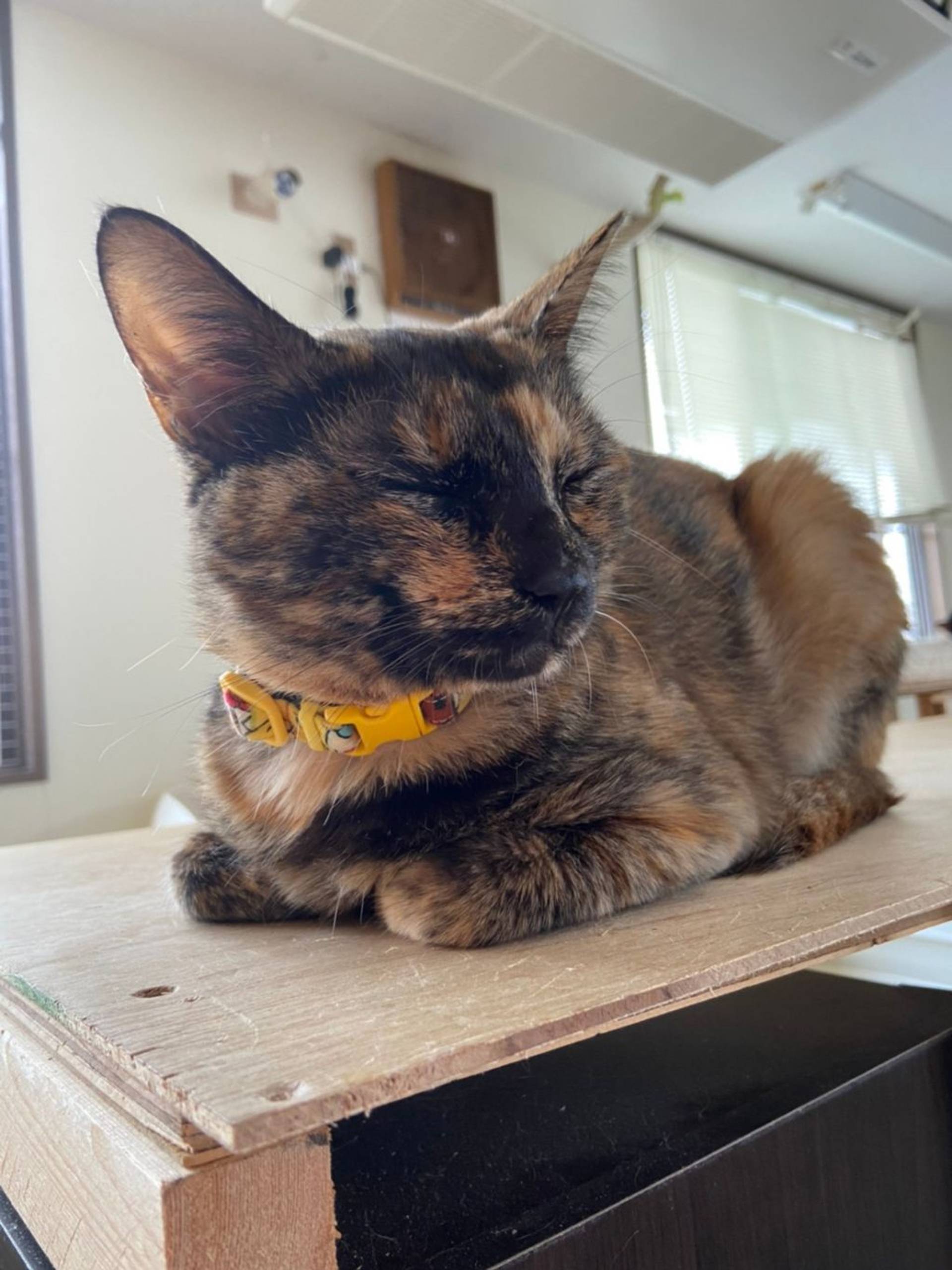 雑種（ミックス猫）・メスの里親募集の写真
