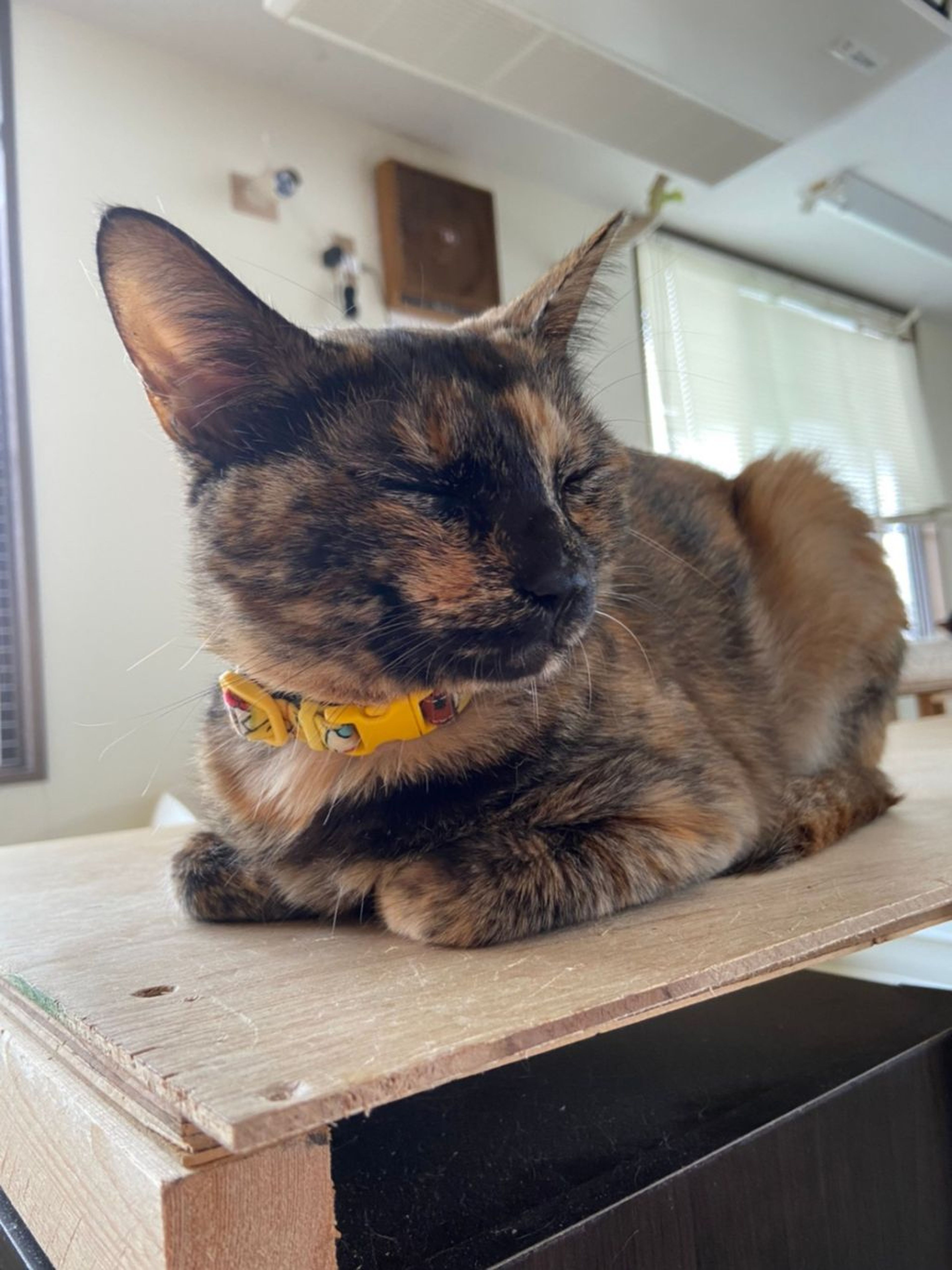 雑種（ミックス猫）・メスの里親募集の写真