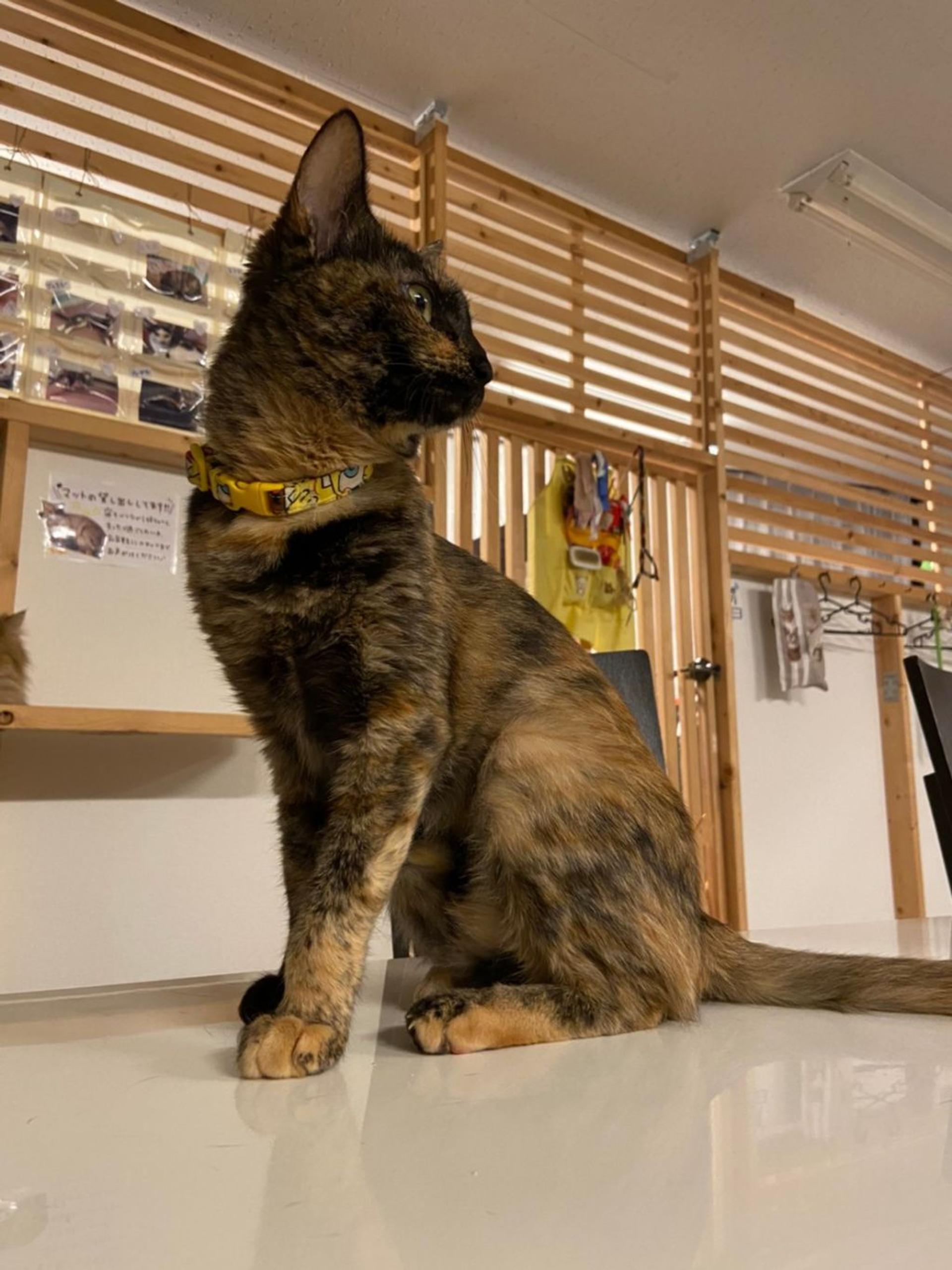 pet-image-5