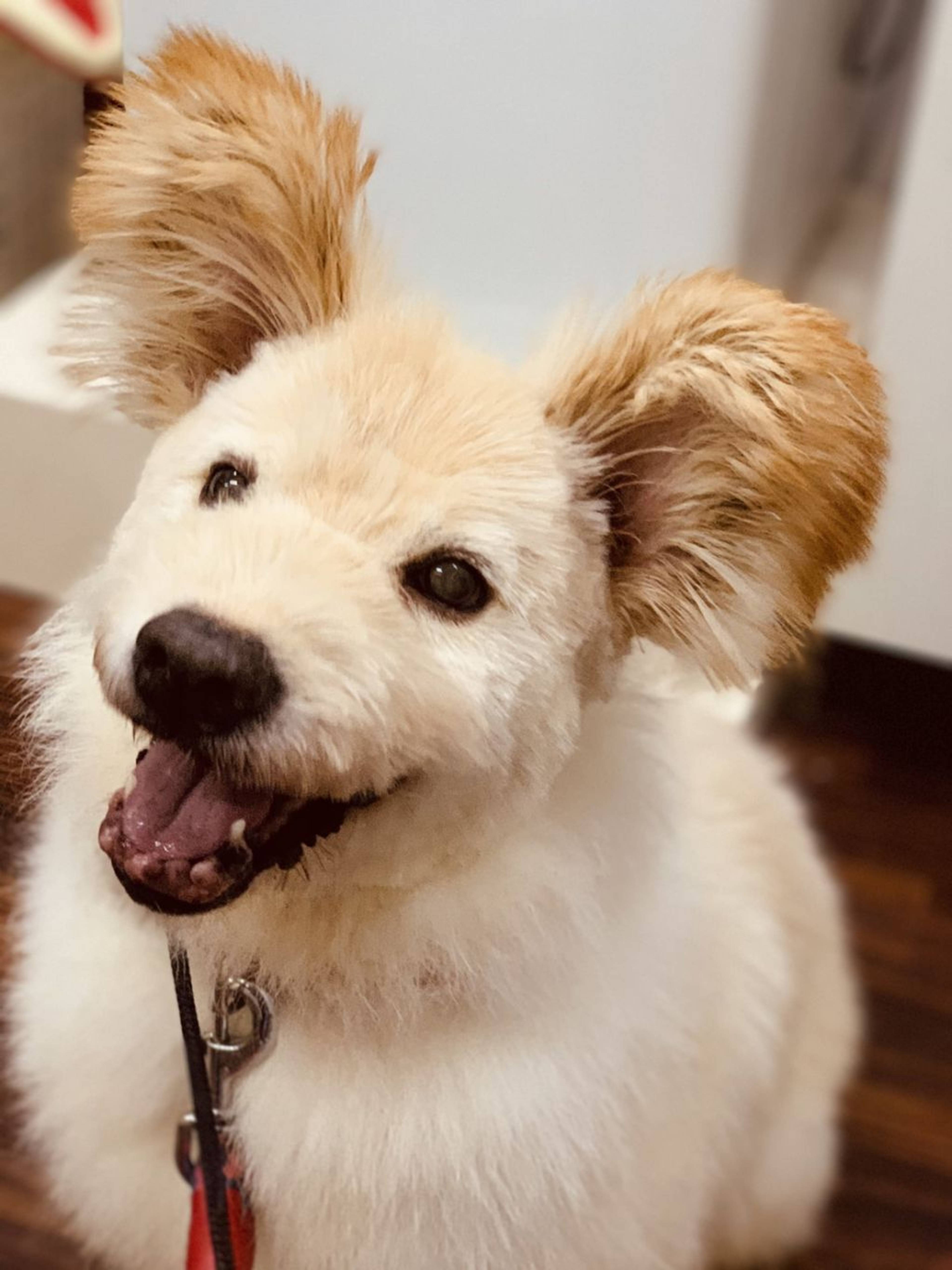 雑種（ミックス犬）・オスの里親募集の写真