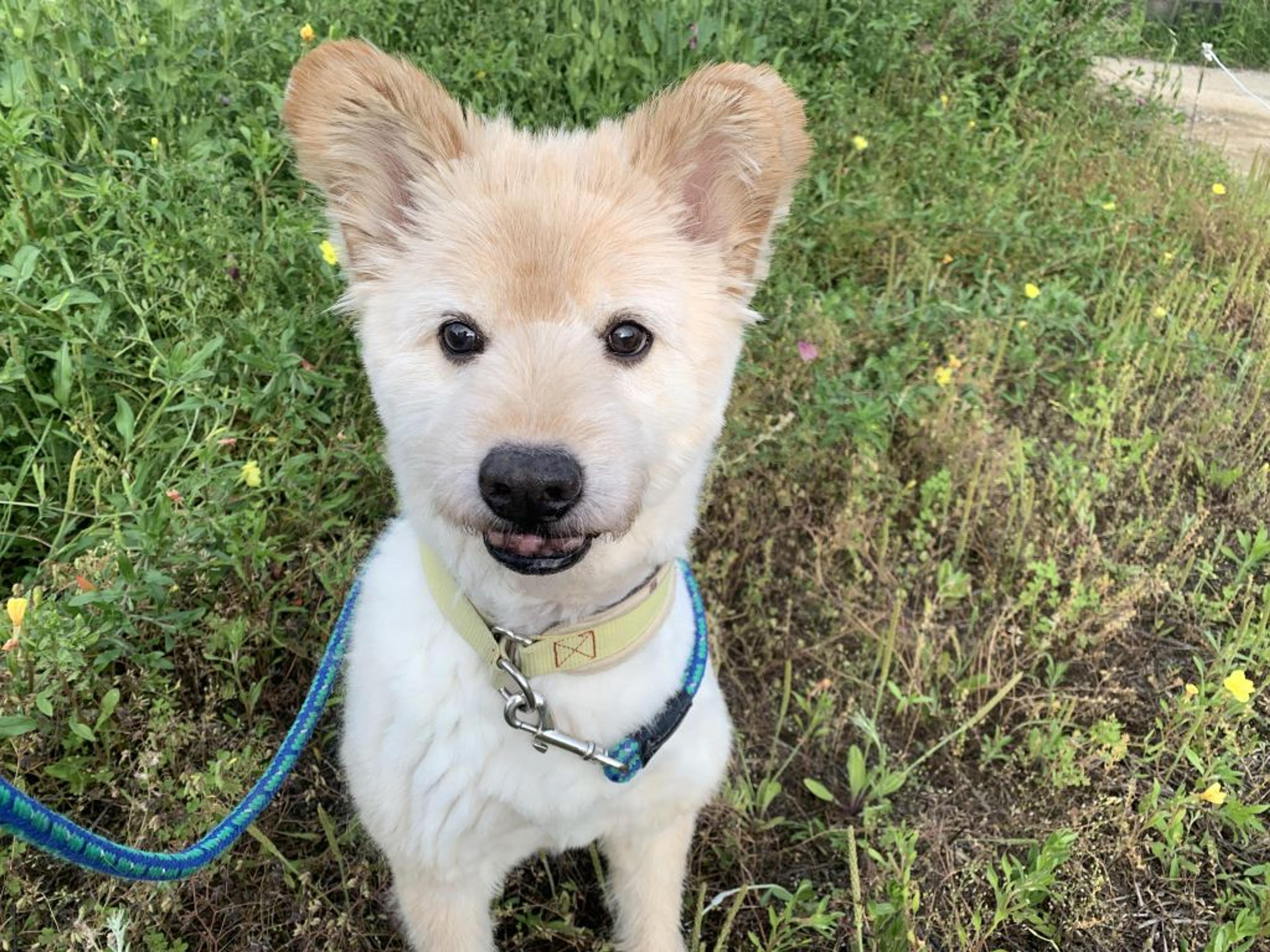 pet-image-2