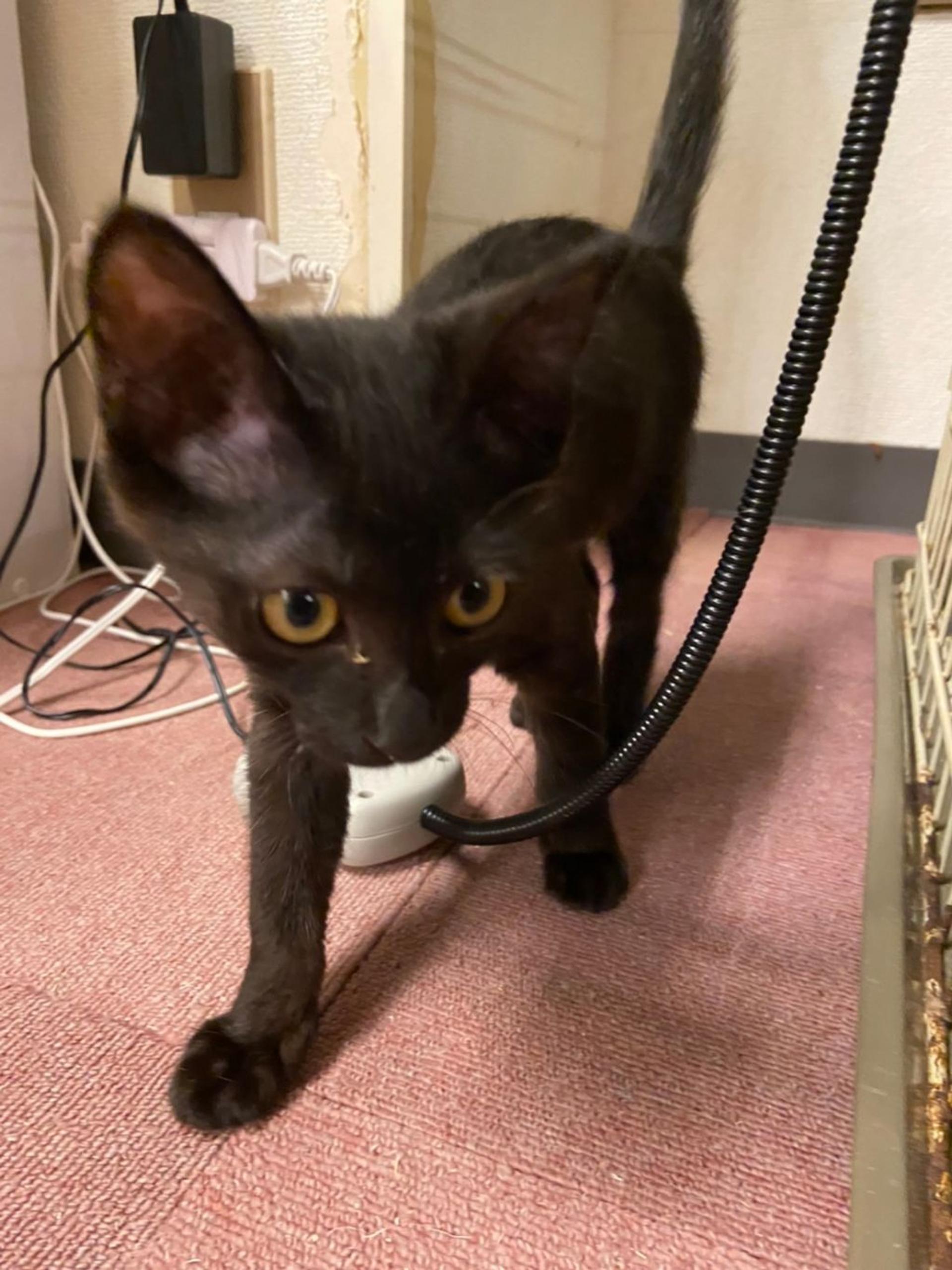 pet-image-5