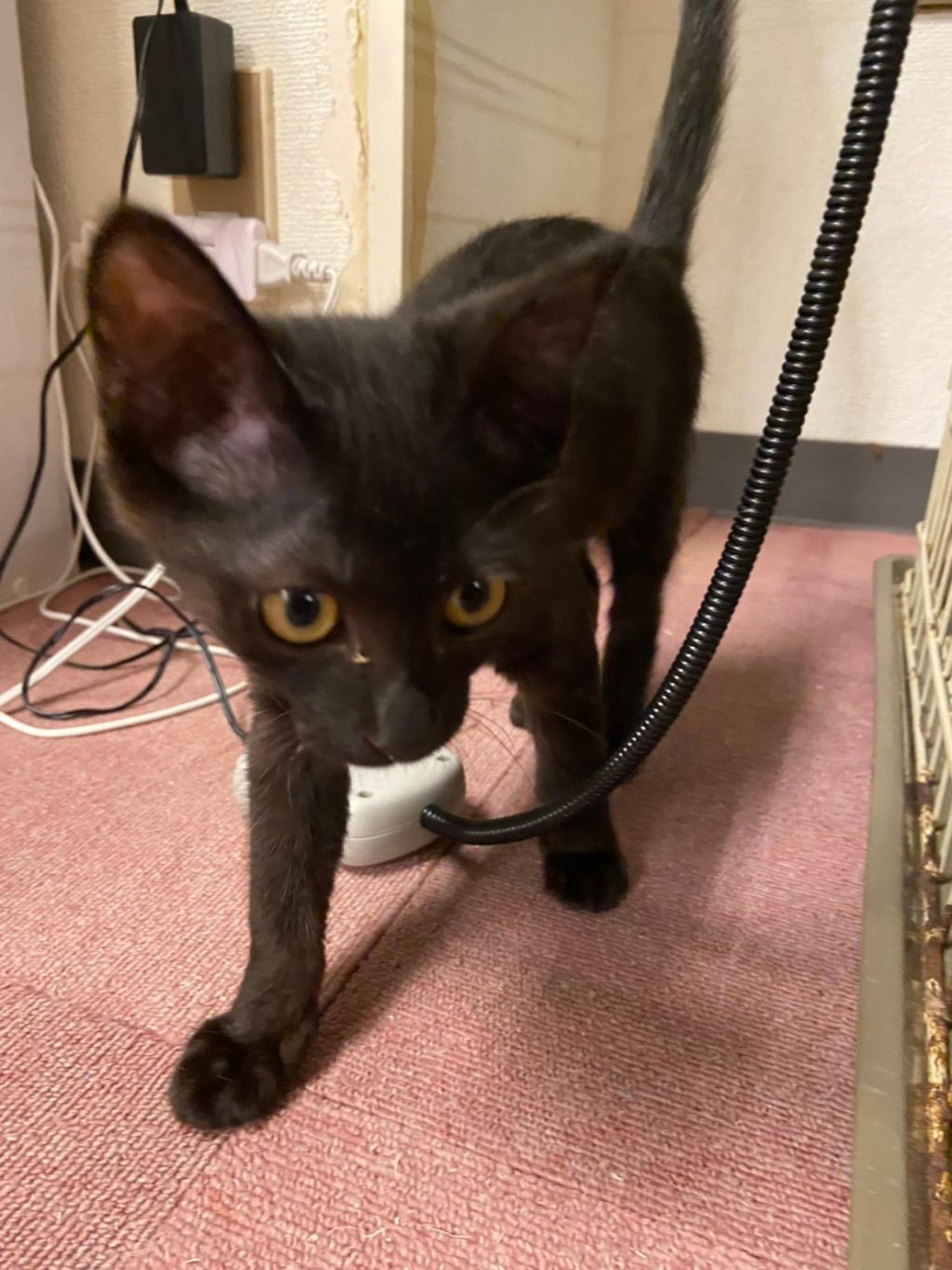 pet-image-5