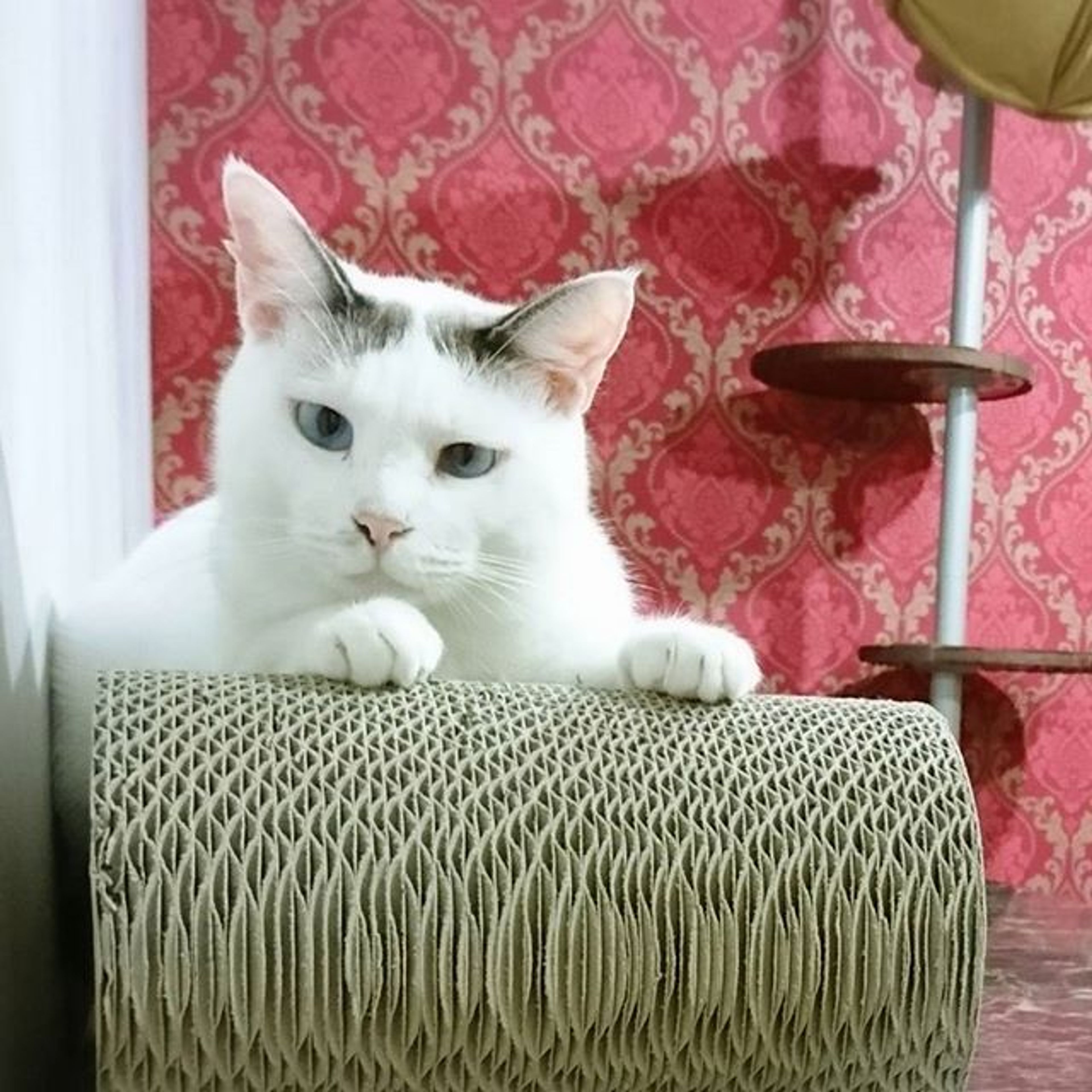雑種（ミックス猫）・オスの里親募集の写真