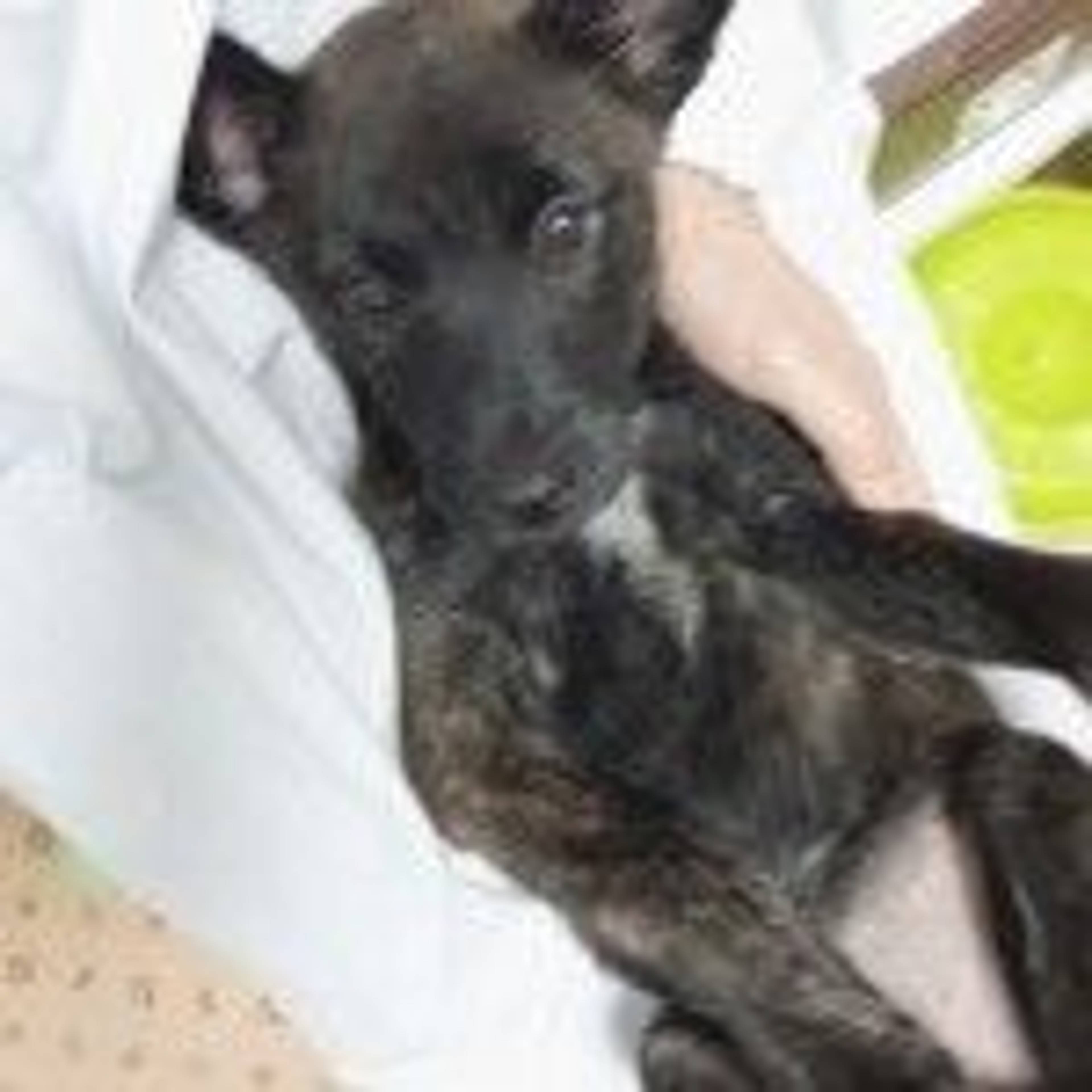 雑種（ミックス犬）・メスの里親募集の写真
