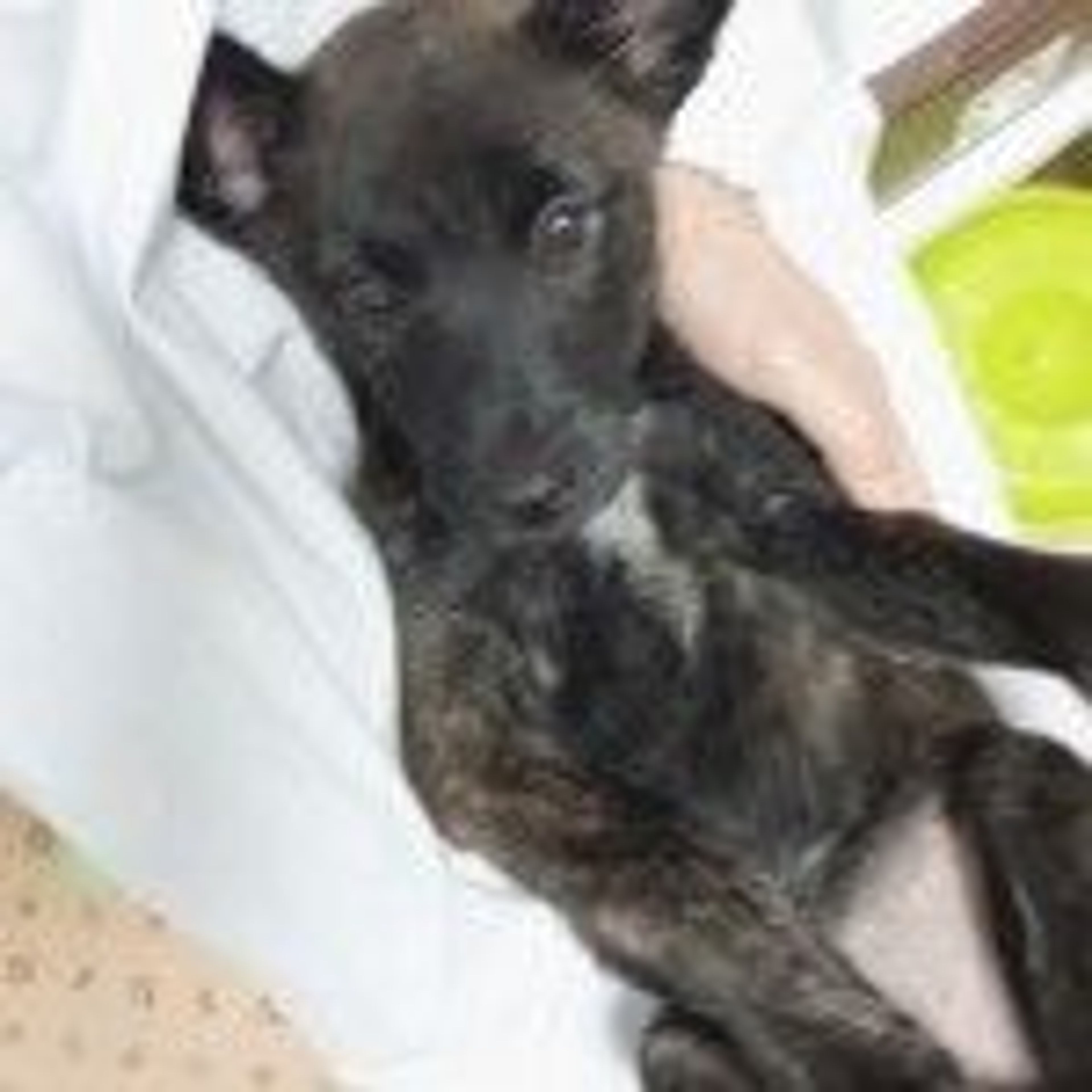 雑種（ミックス犬）・メスの里親募集の写真