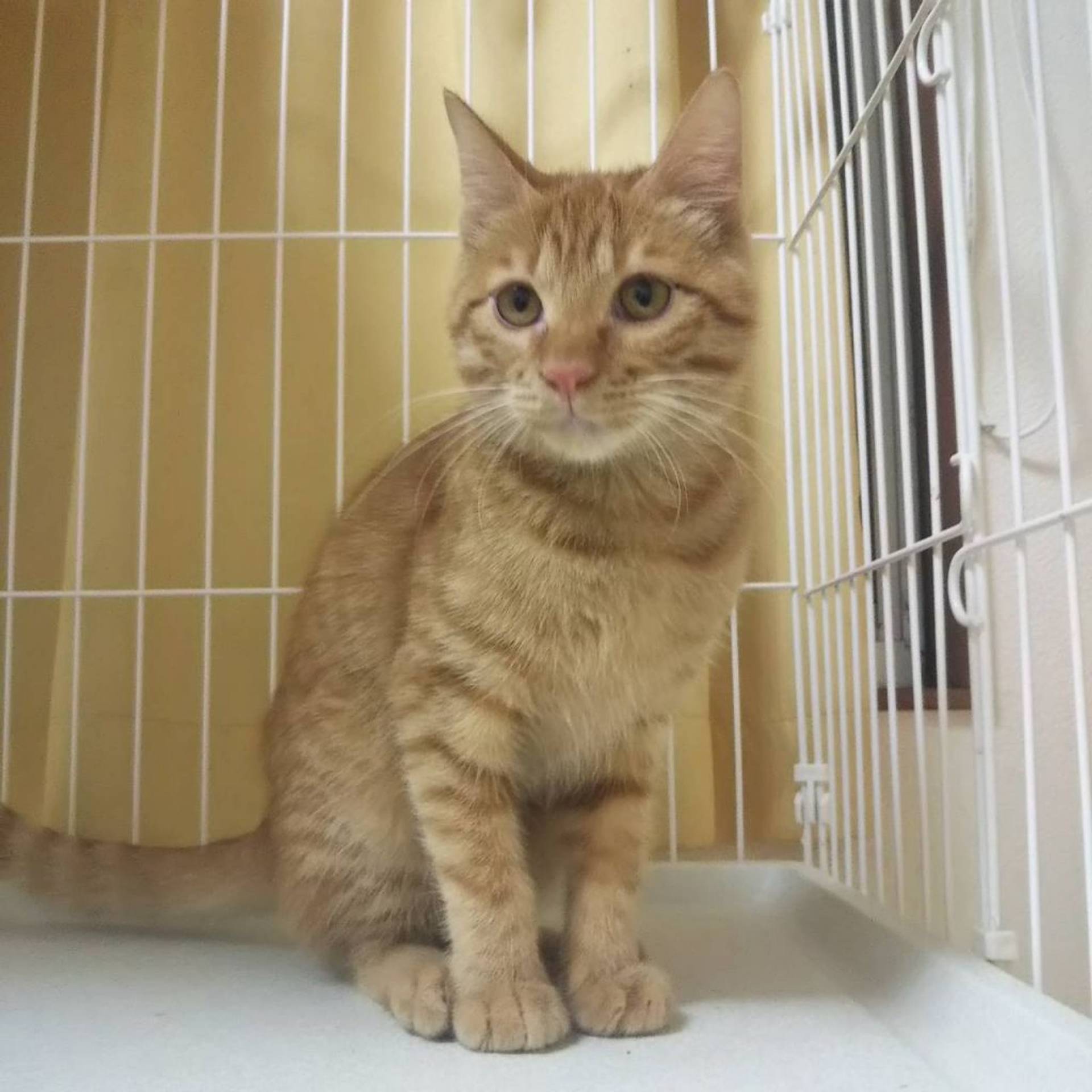 日本猫・オスの里親募集の写真